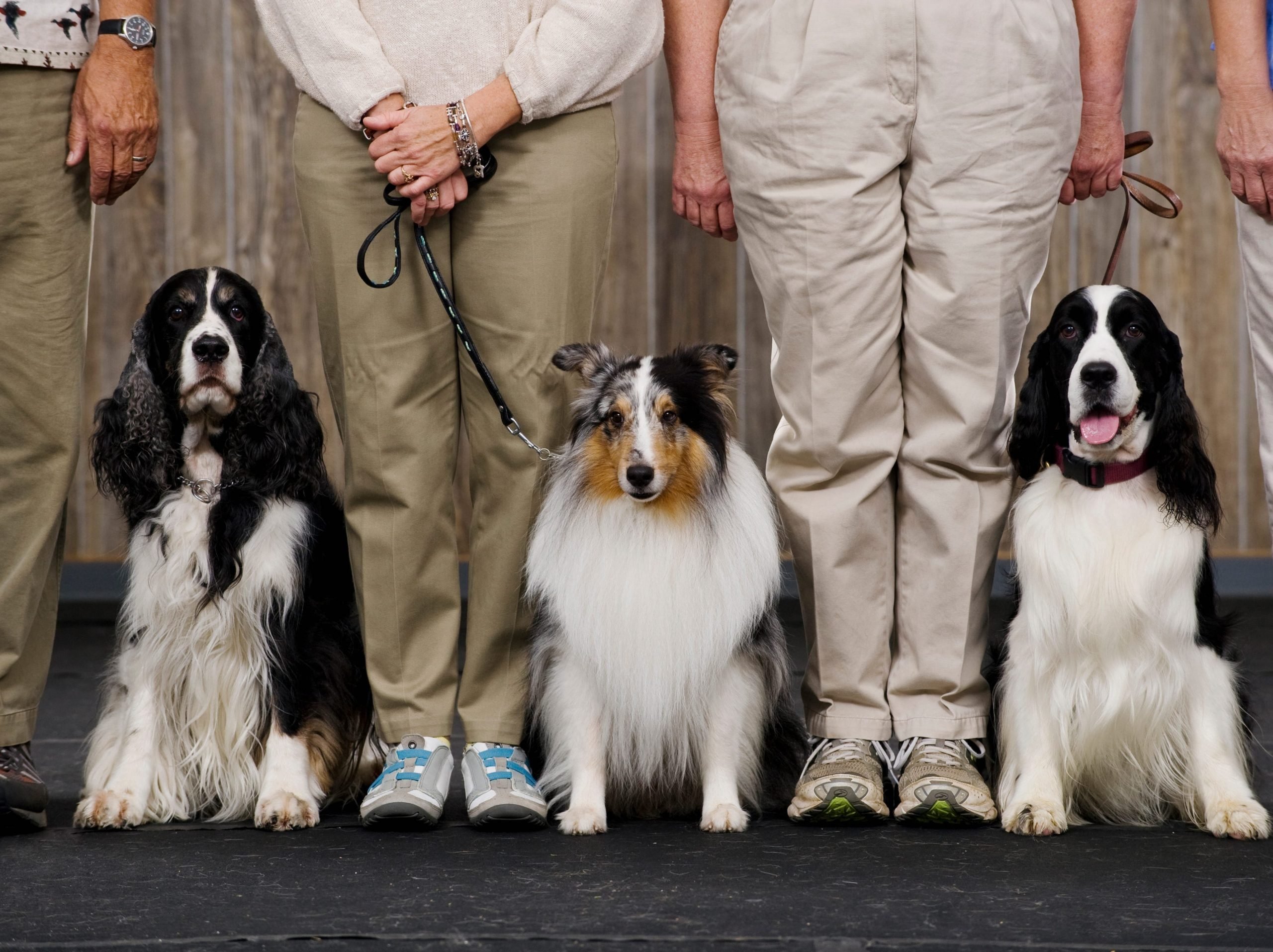 Dog show stock photo