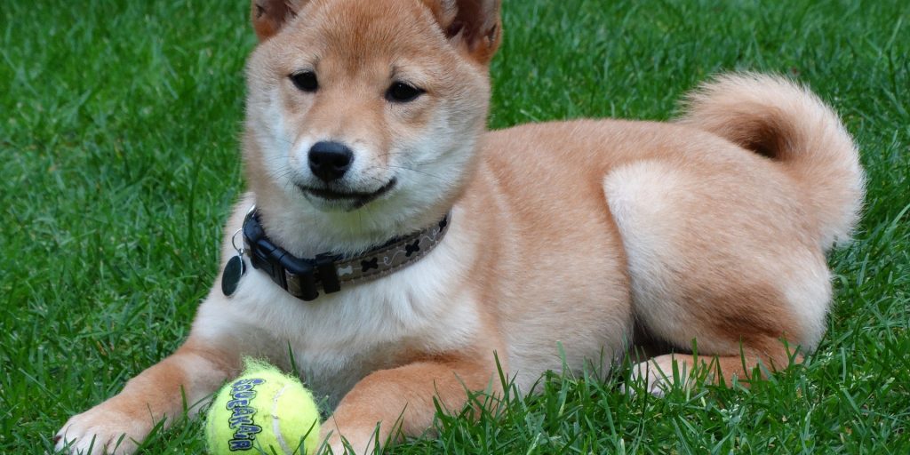 Een Shiba Inu