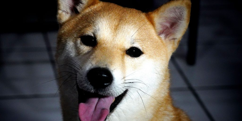 Een Shiba Inu hond
