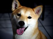 Een Shiba Inu hond