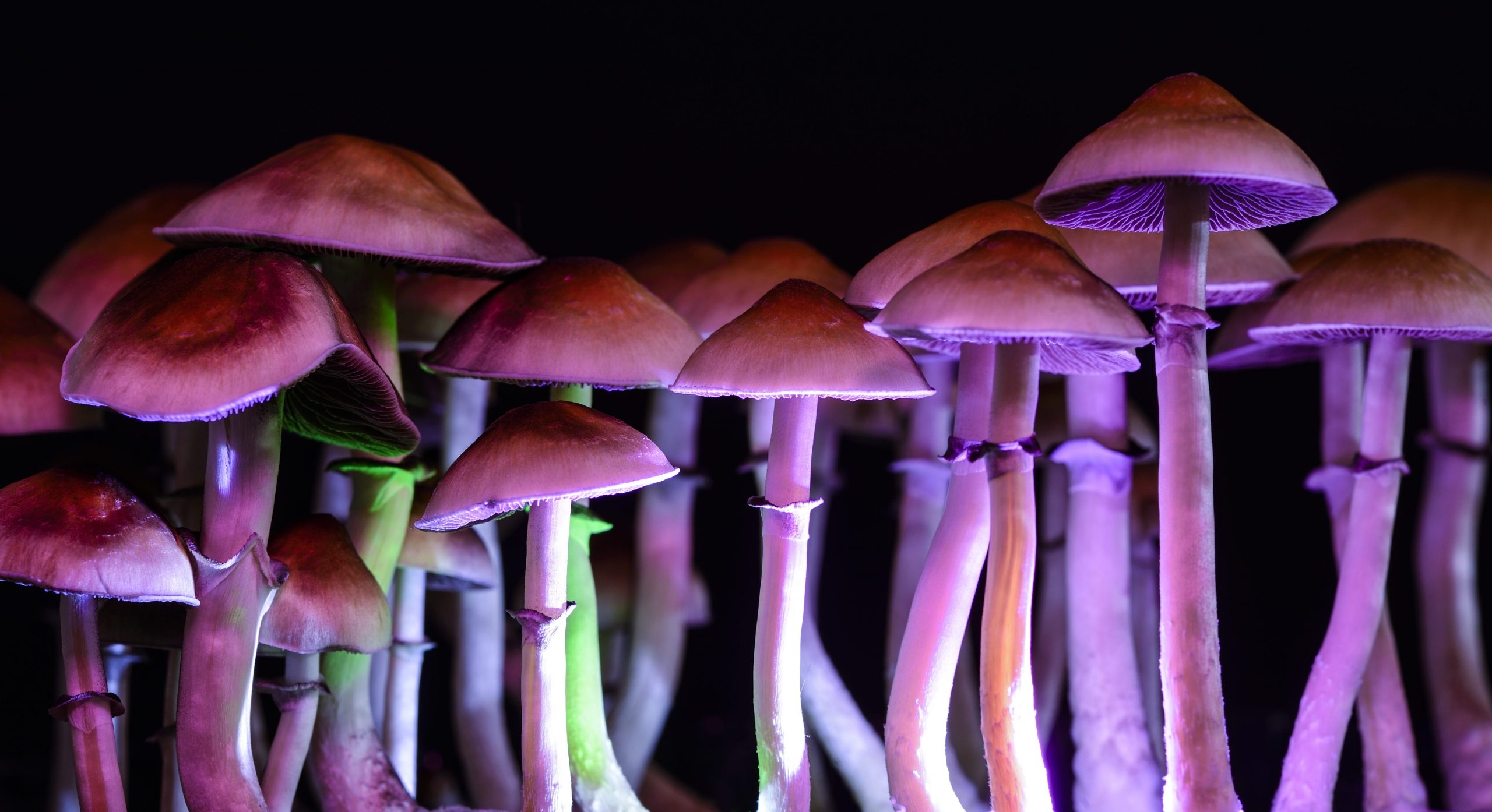 A row of psilocybin mushrooms growing against a black background