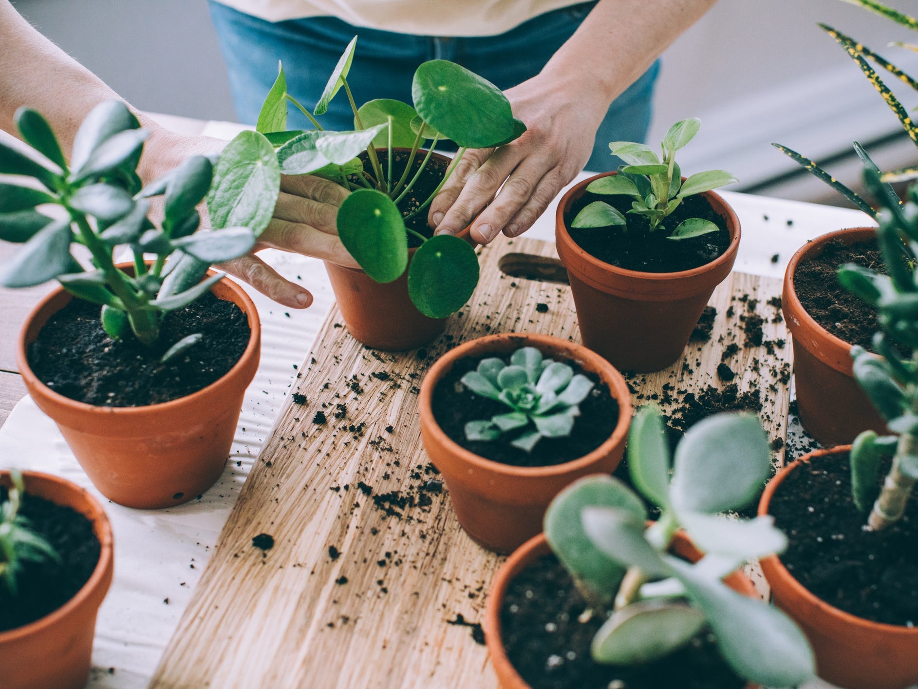 Succulents plants getting potted.