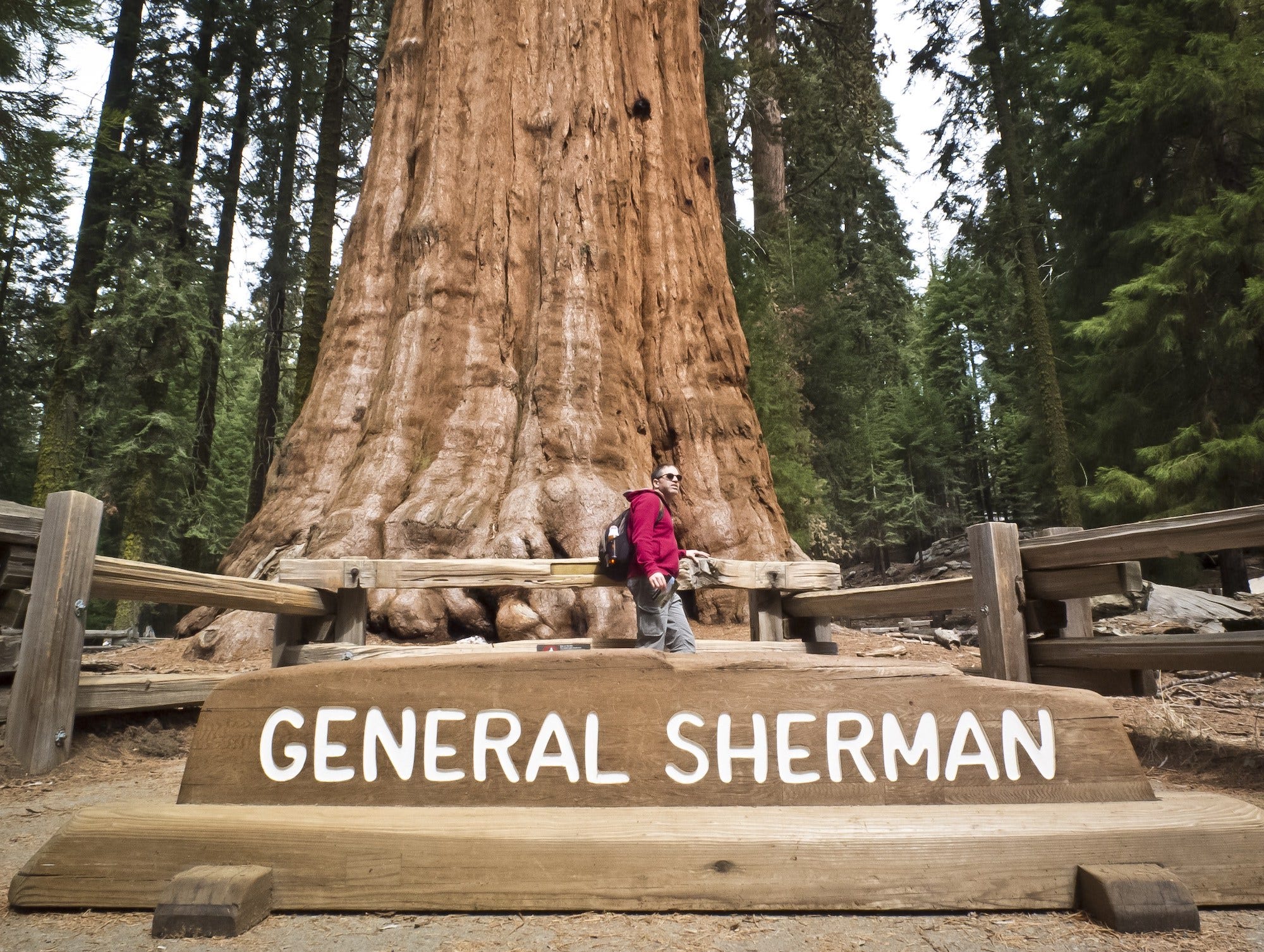 A sign reading 'GENERAL SHERMAN' is in front of the tree's base, which continues out of frame. A man wearing hiking gear, a backpack and sunglasses is in front of the tree