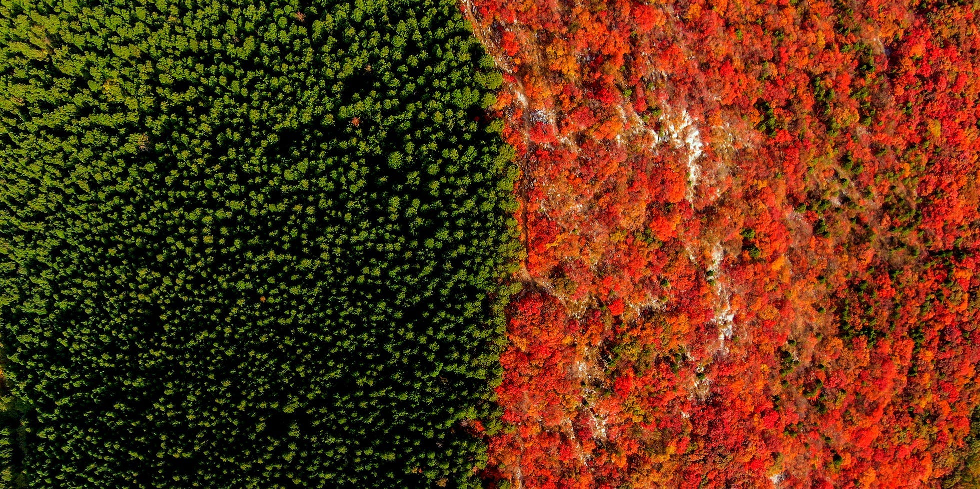 A photo shows the orange red cotinus smoke trees on one side of the Xiezi mountain in Jinan, China, and the green coniferous trees on the other side of the moutain.