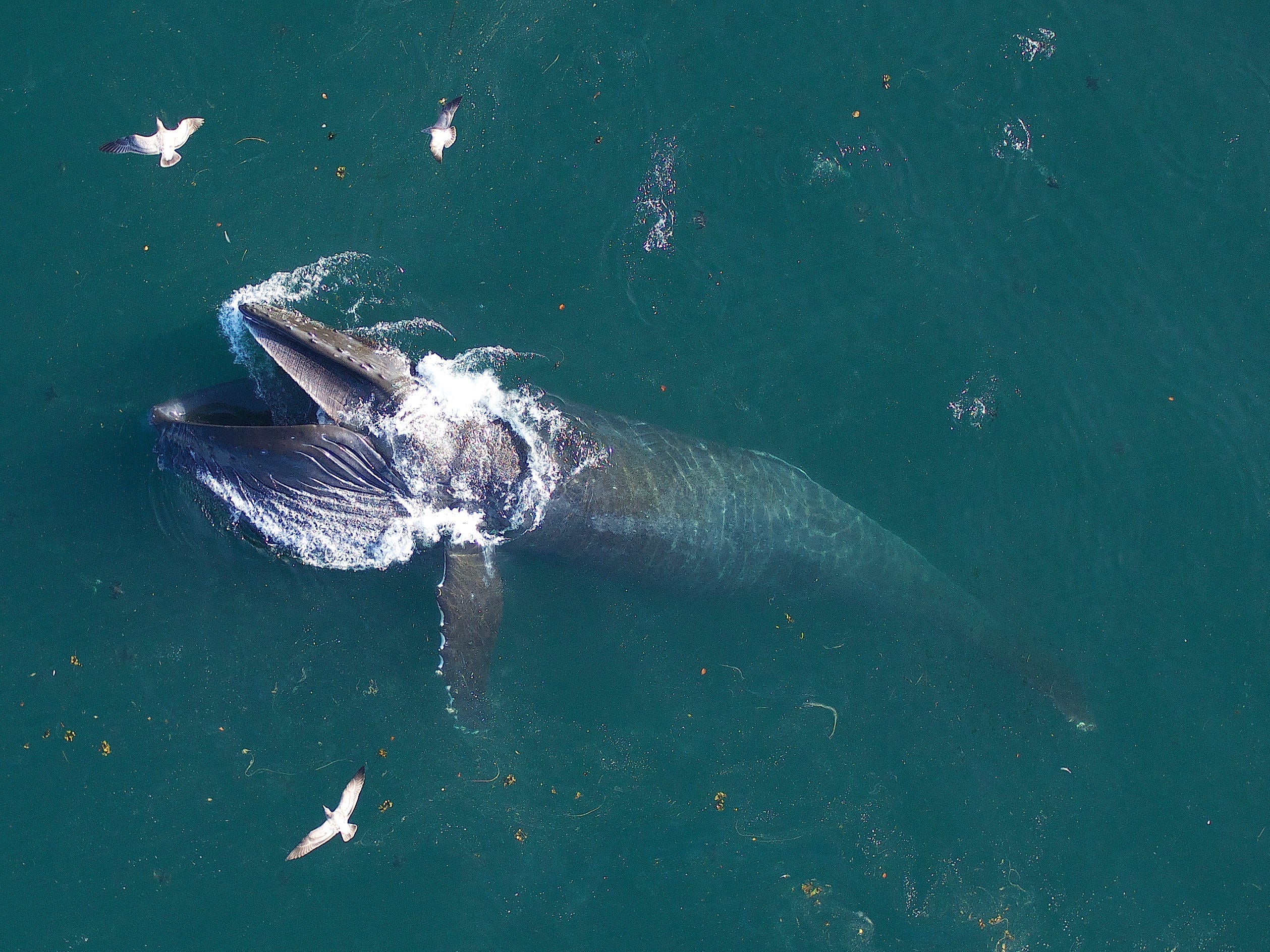 a humpback whale is seen from above, feeding.