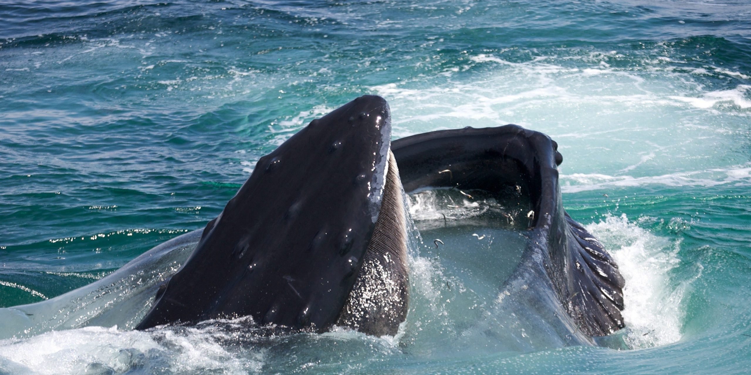 a humback whale sticks its head to the surface of the water to feed.