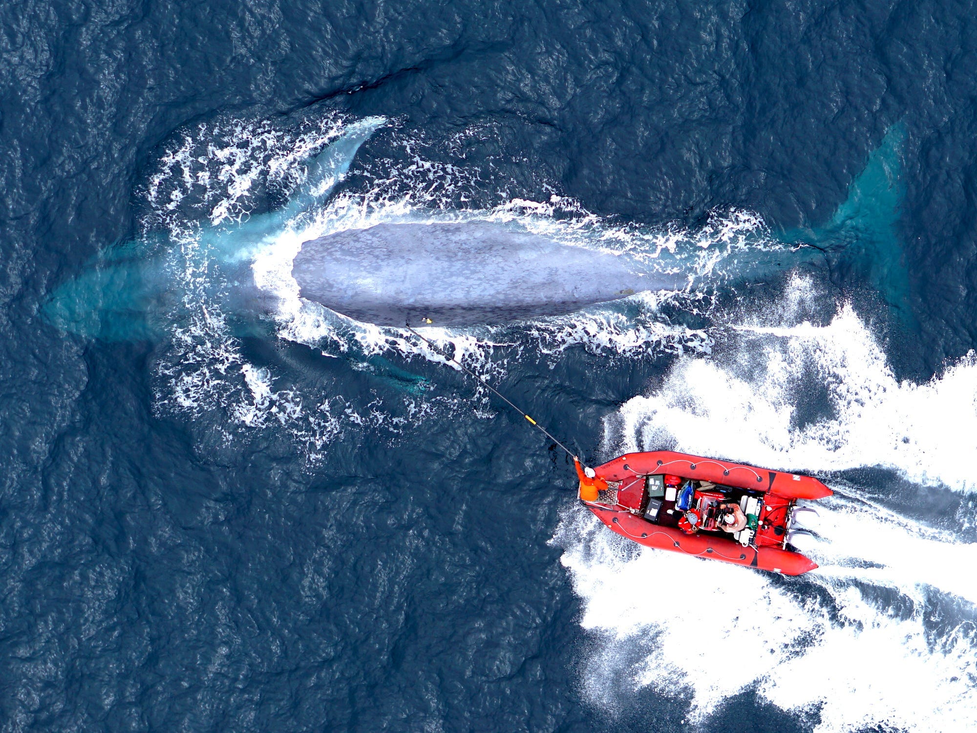 A red dingy boat follow a blue whale with a perch to attach the sensor onto its back.