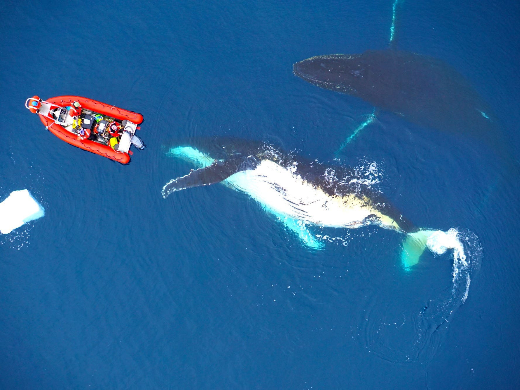 a dingy boat is seen from above floating next to a humpback whale