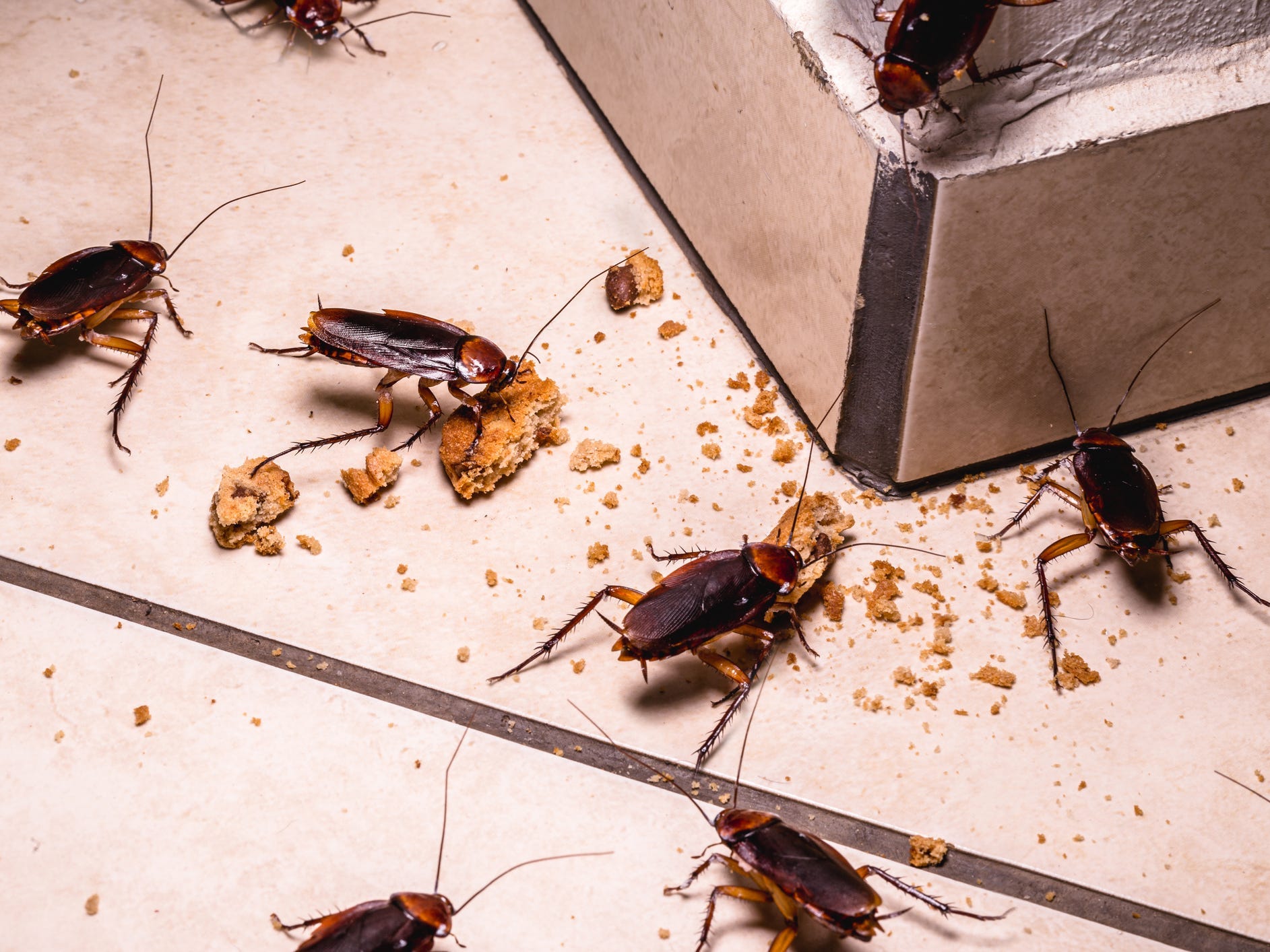 Roaches eating crumbs of food on the floor.