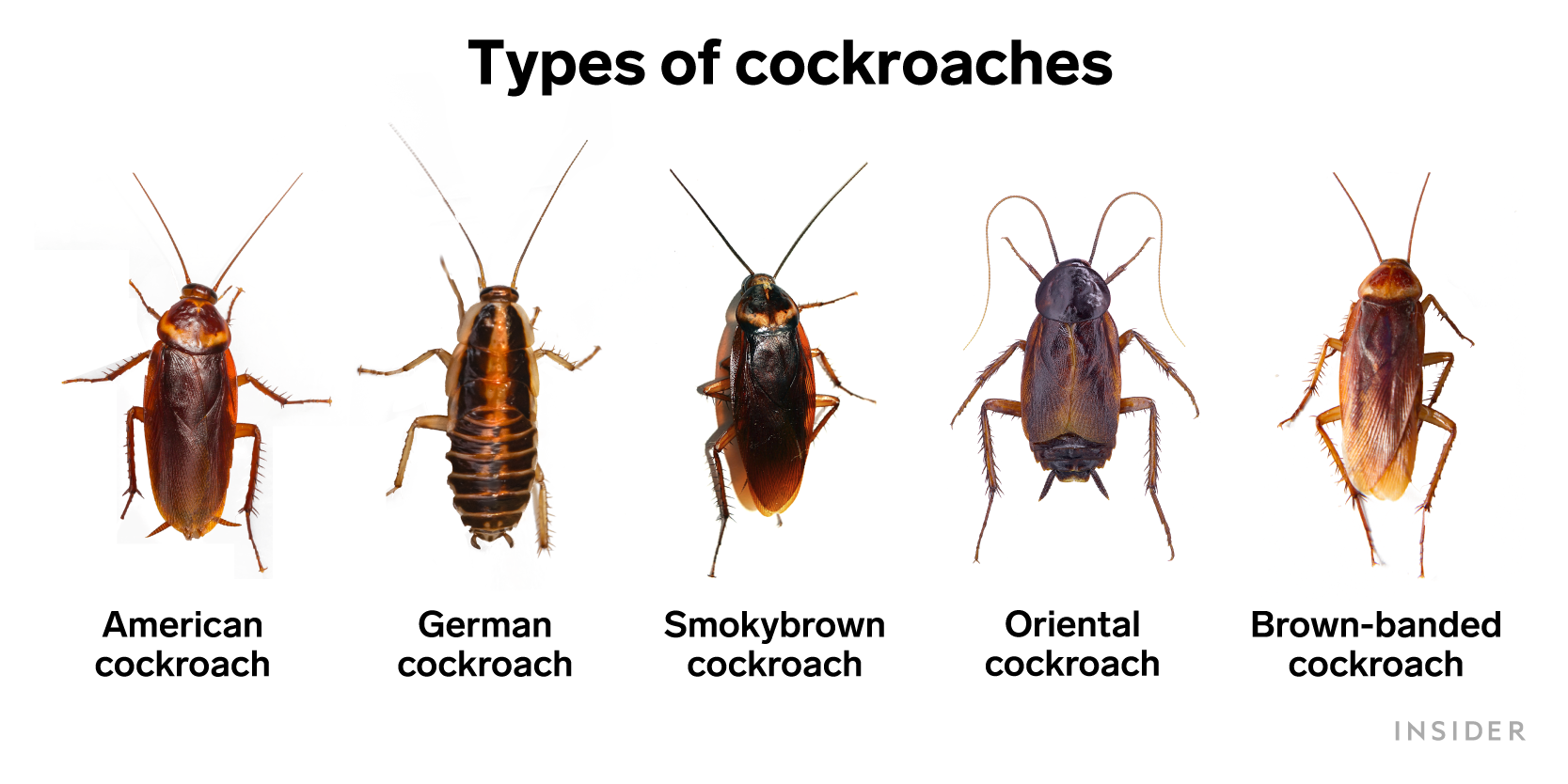 Types of cockroaches explainer