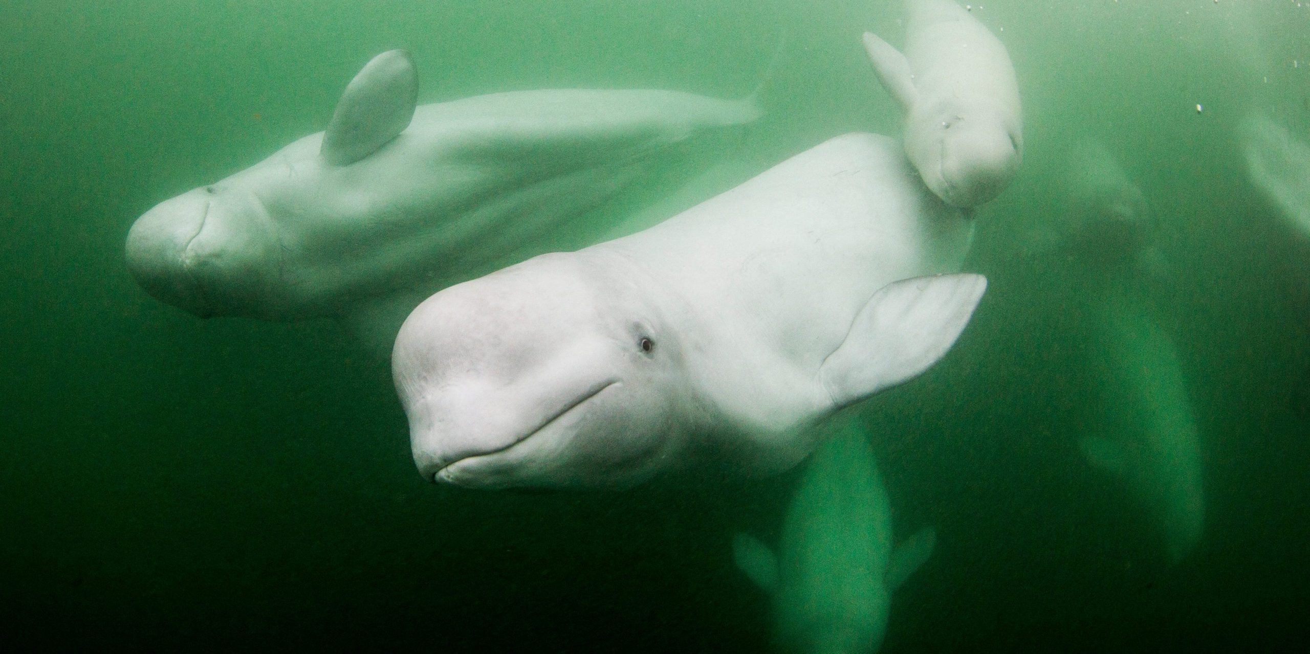 Beluga whales under water.