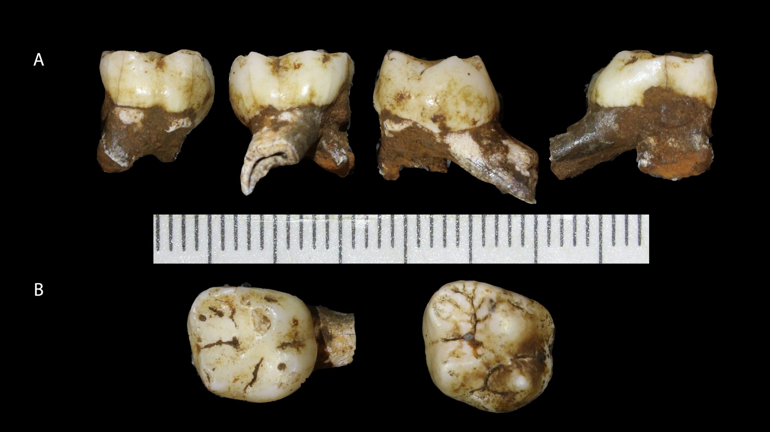 homo naledi leti child skull teeth