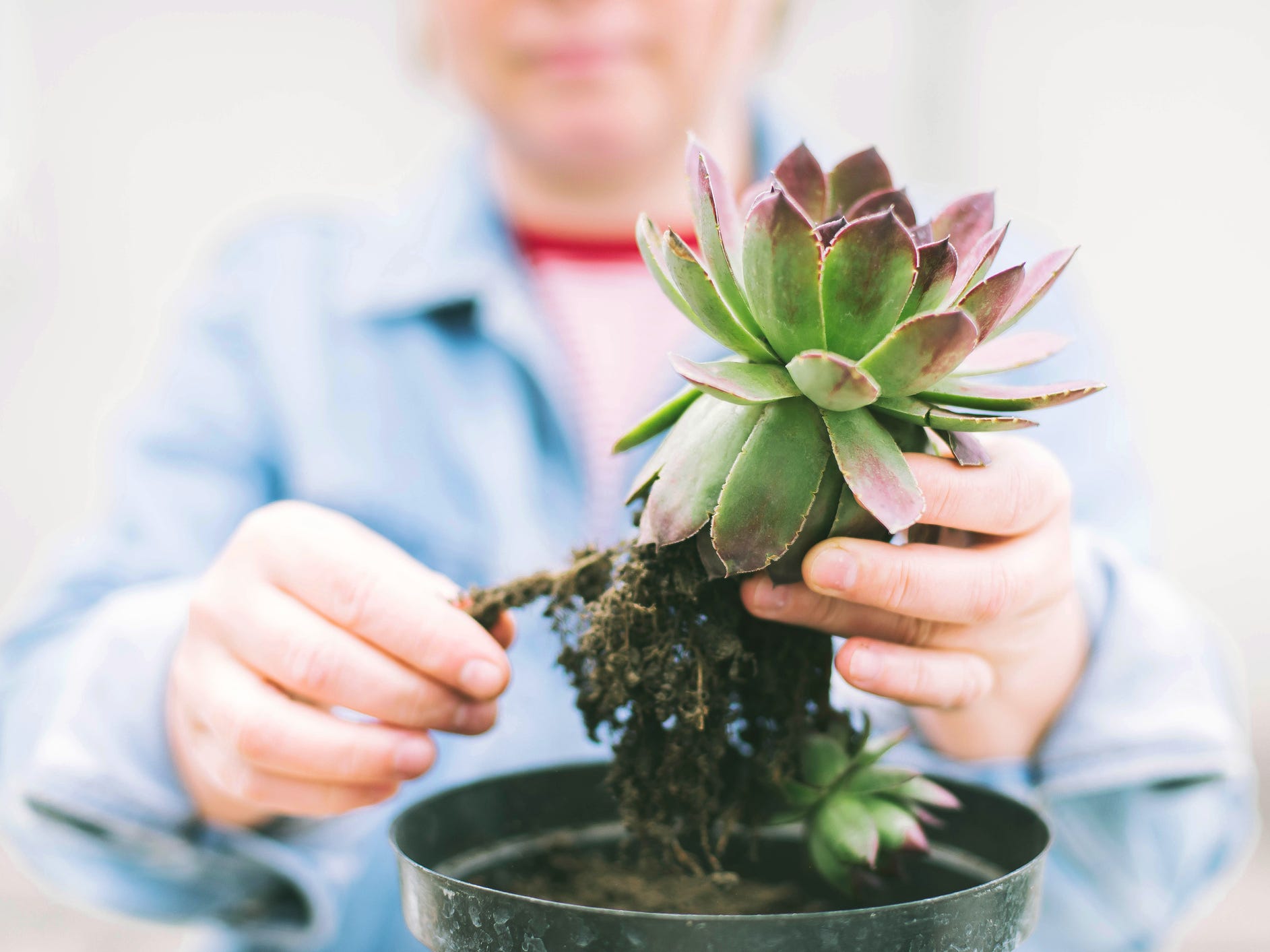 A person's hands removing a succulent from its pot