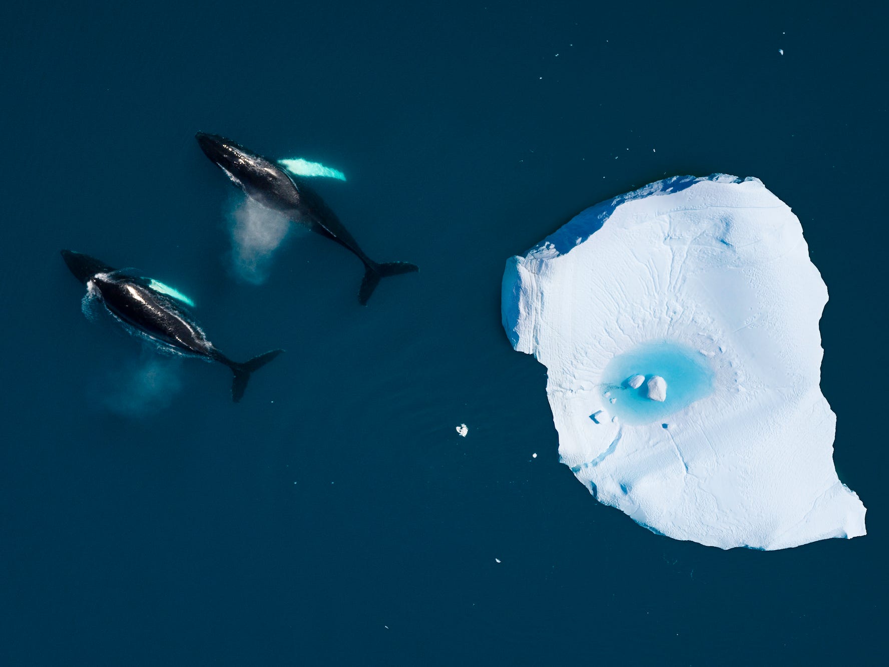 Two whales are seen from above swiming by a small iceberg in the Arctic ocean.