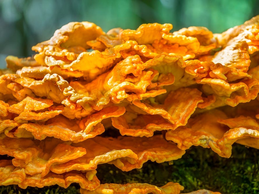 Close-up of chicken of the woods mushrooms on a log.