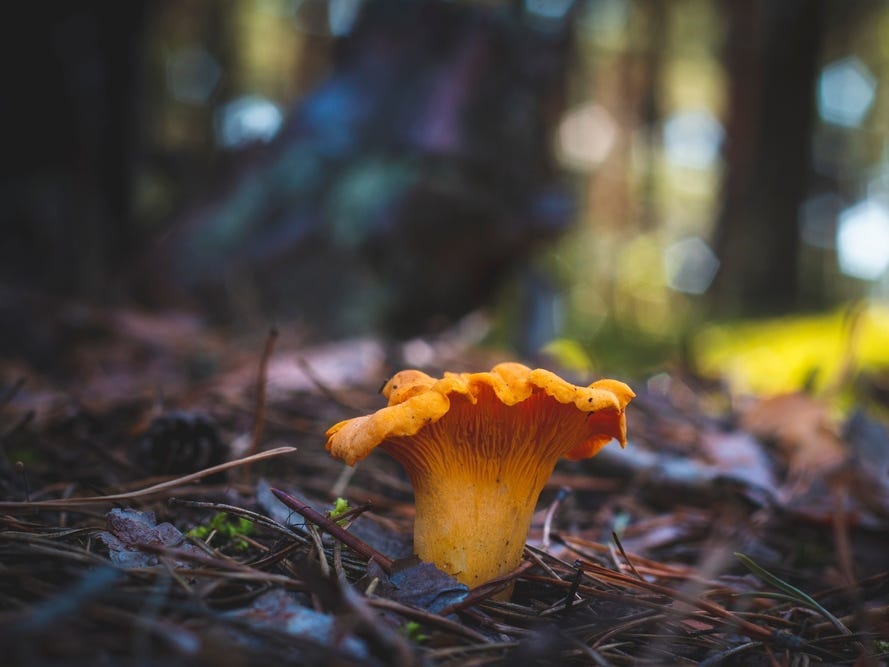 A single chanterelle mushroom in the woods.