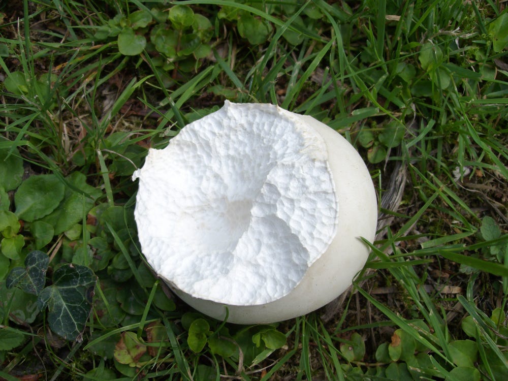 The inside of a giant puffball mushroom.