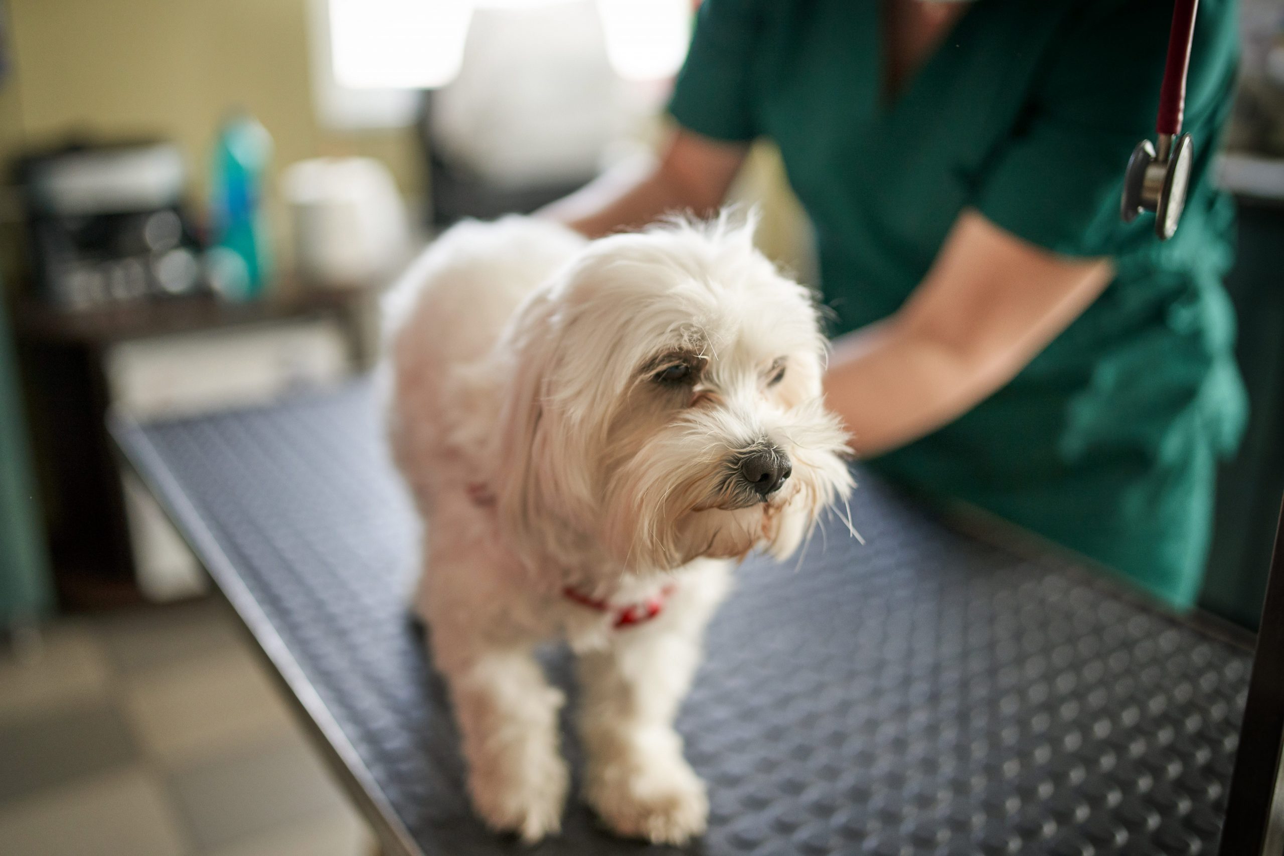 A dog getting a vet checkup.