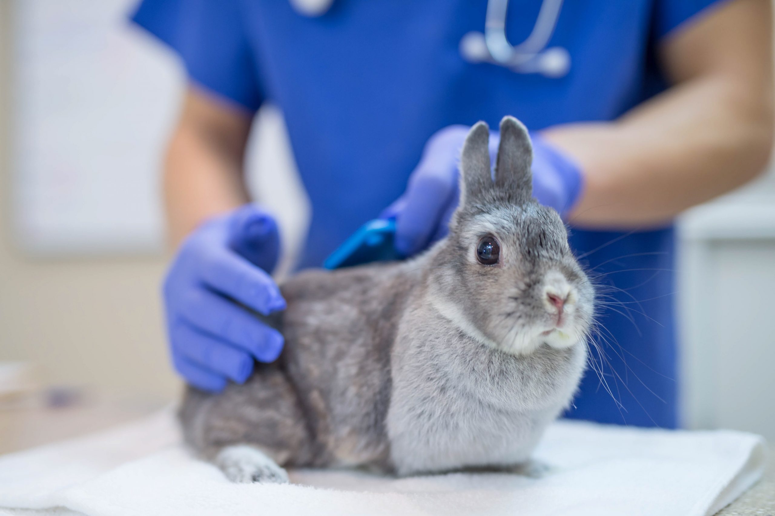 A rabbit at a vet clinic.
