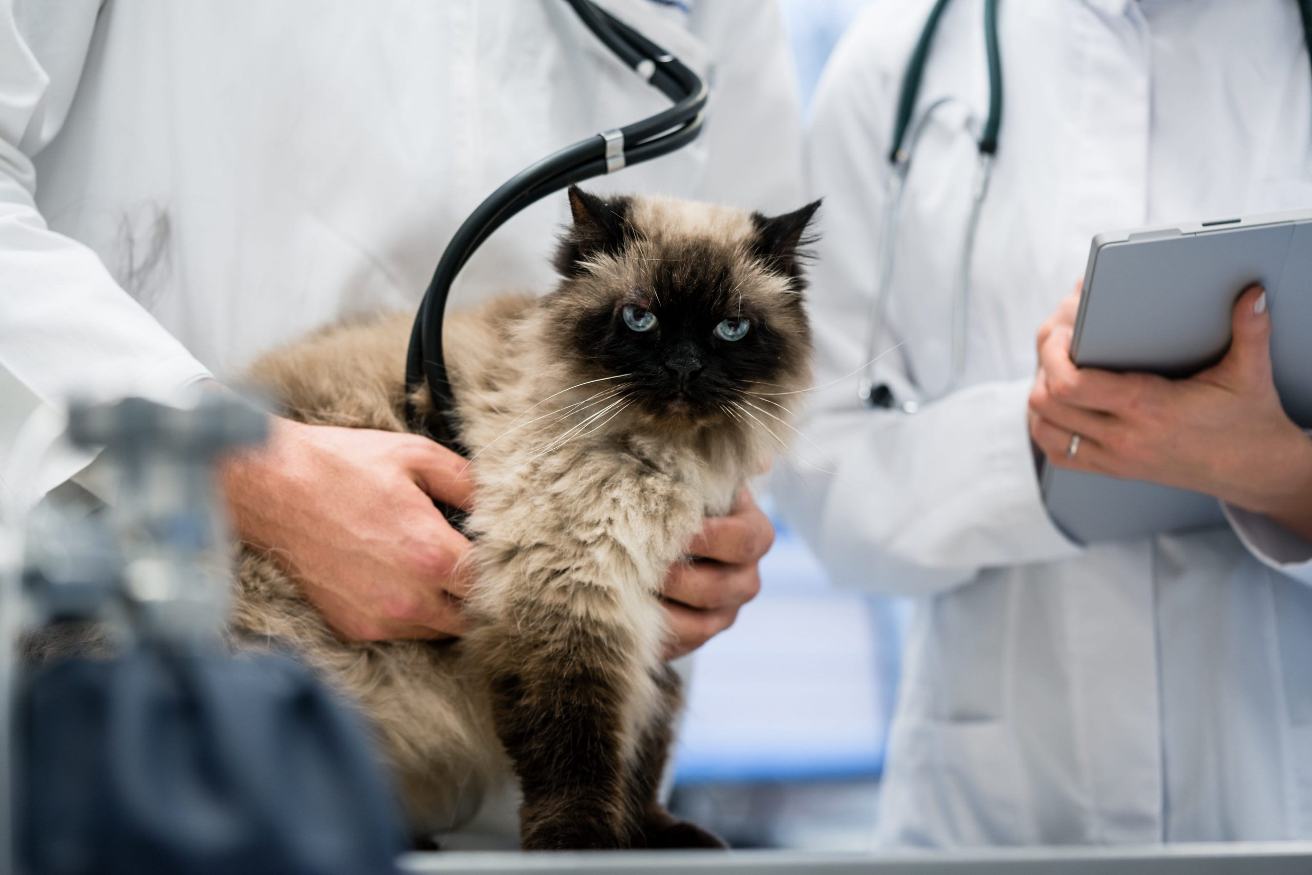 A cat at a vet clinic.