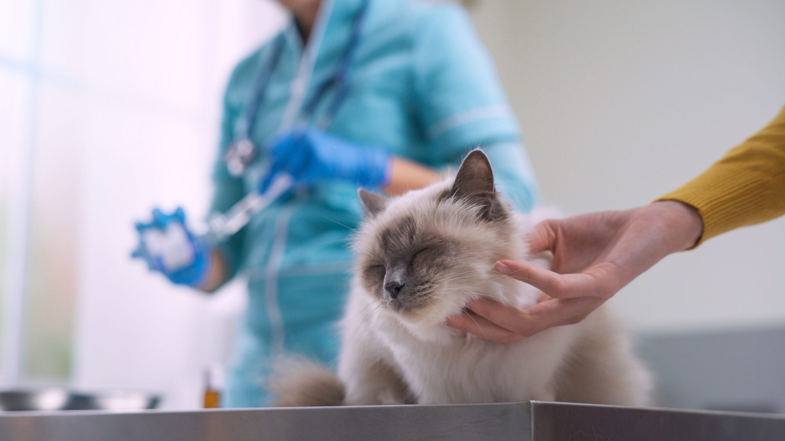 A cat at a vet clinic.