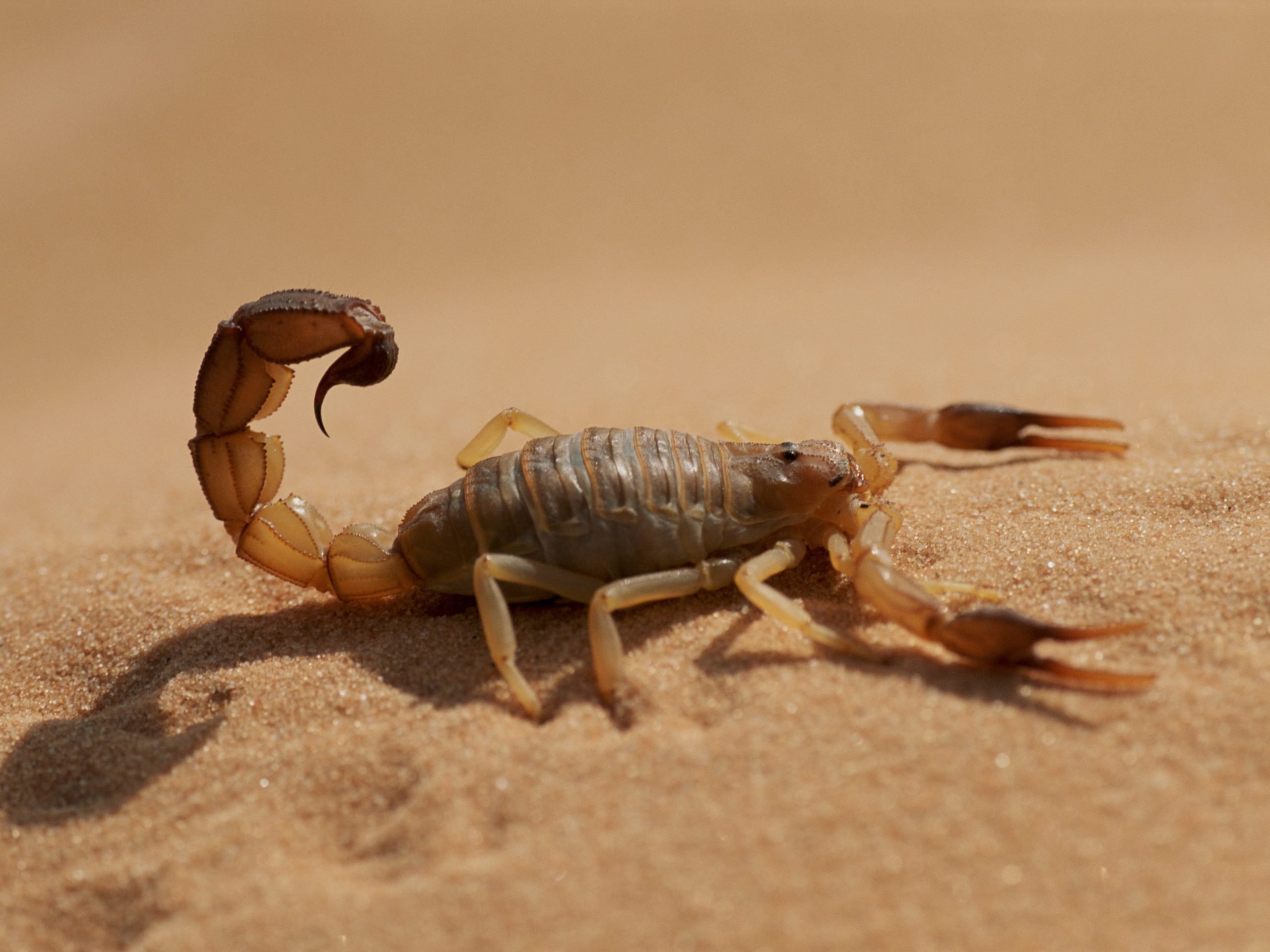 Fat-tailed scorpion