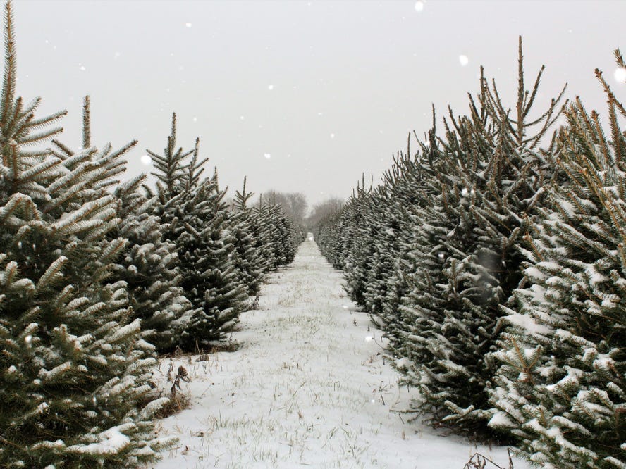 Long row of Christmas trees on a farm ready to be cut after a fresh dusting of snow.