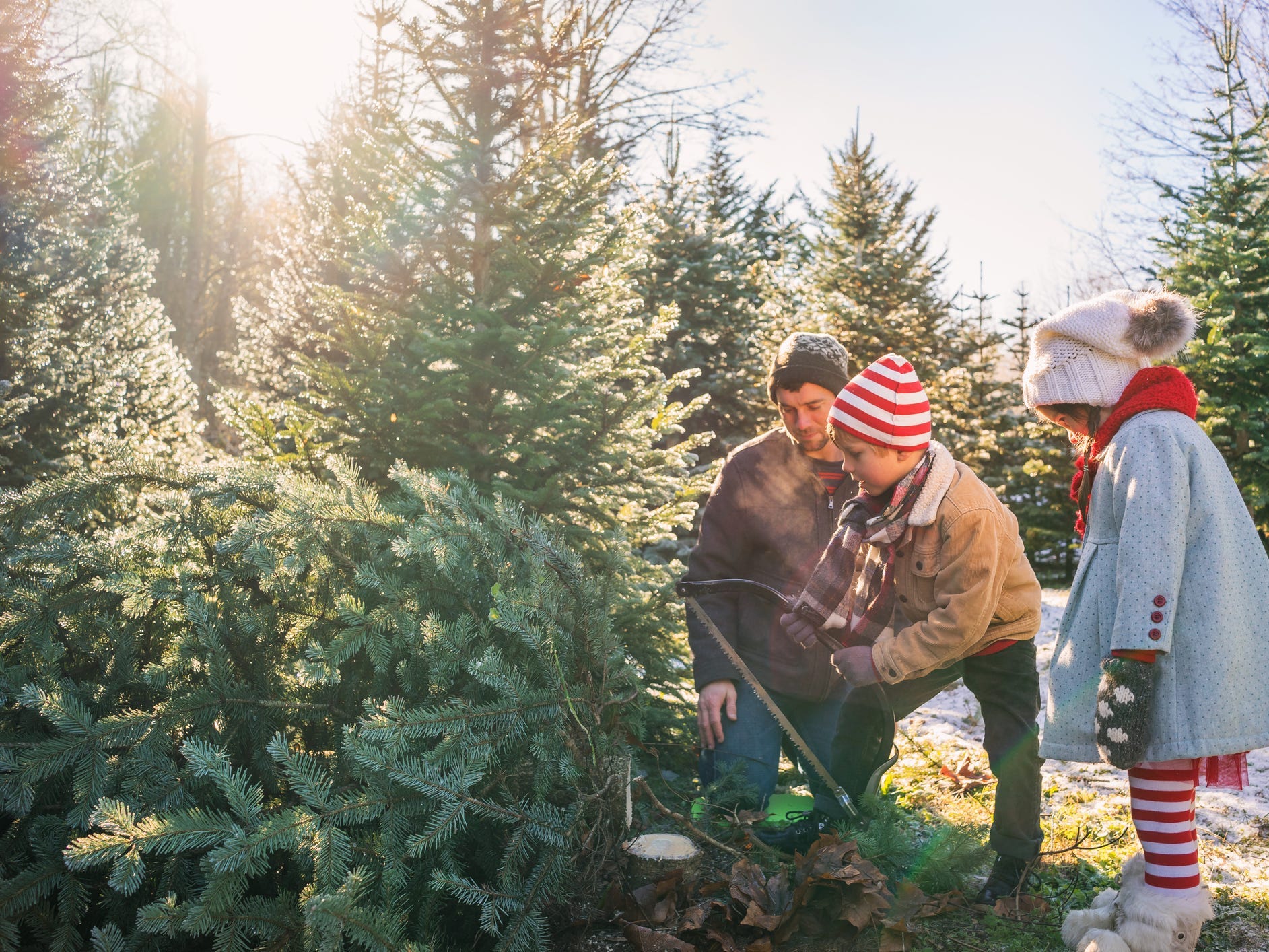 Children cutting down a Christmas tree with their parent.