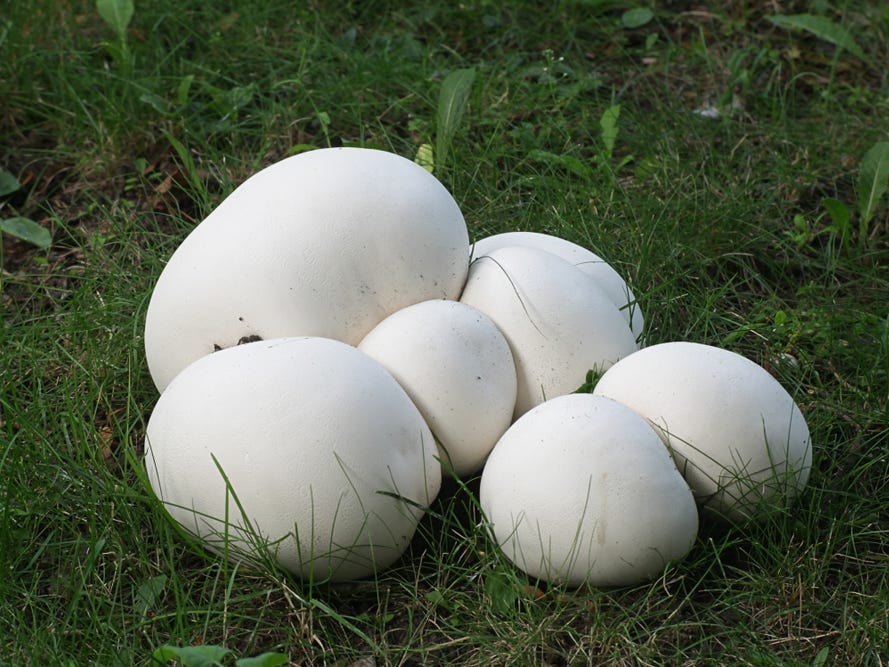 Calvatia gigantea, commonly known as the giant puffball, growing wild in a field in Finland.