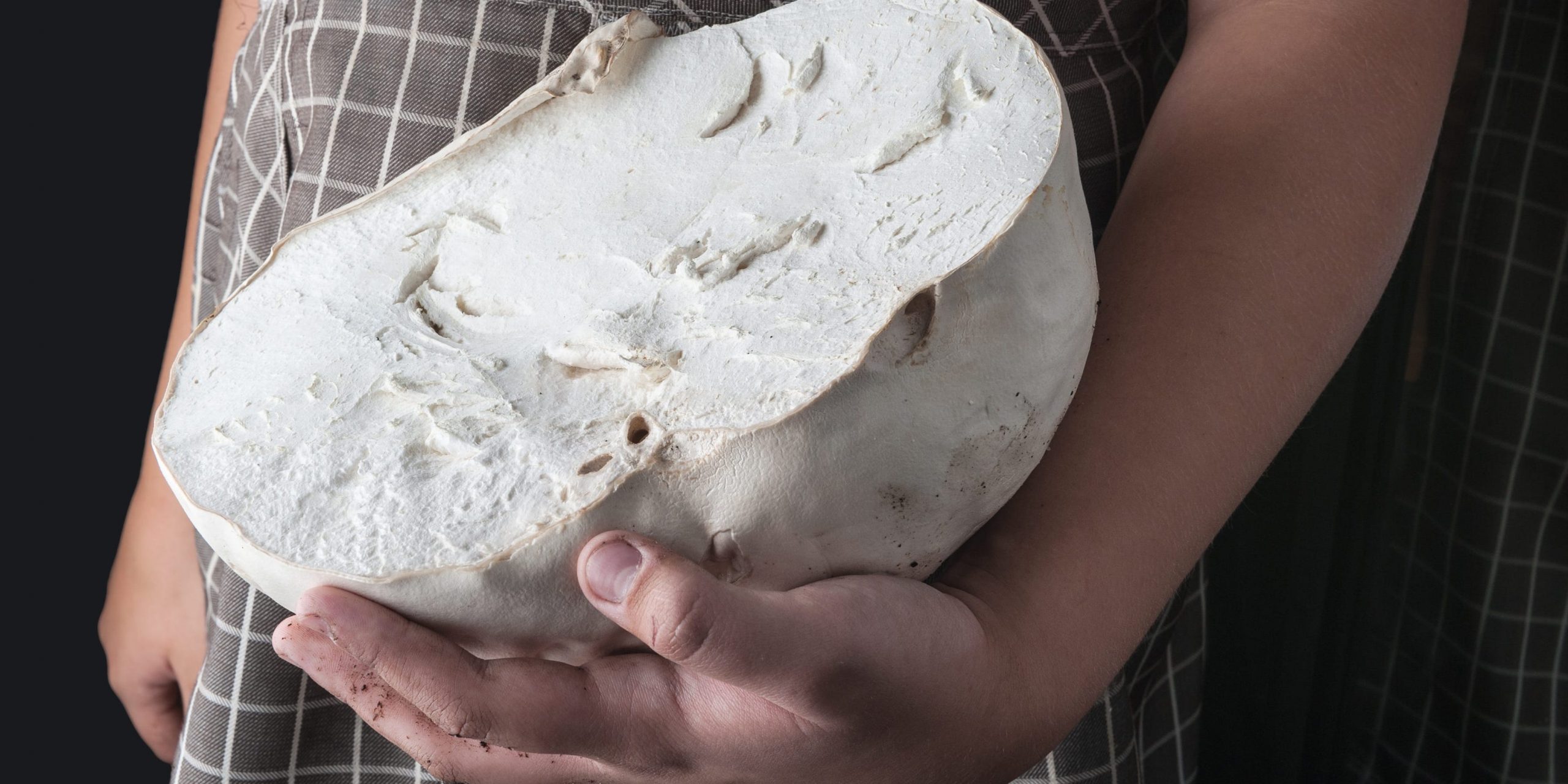 Giant white puffball mushroom on the hand farmer.