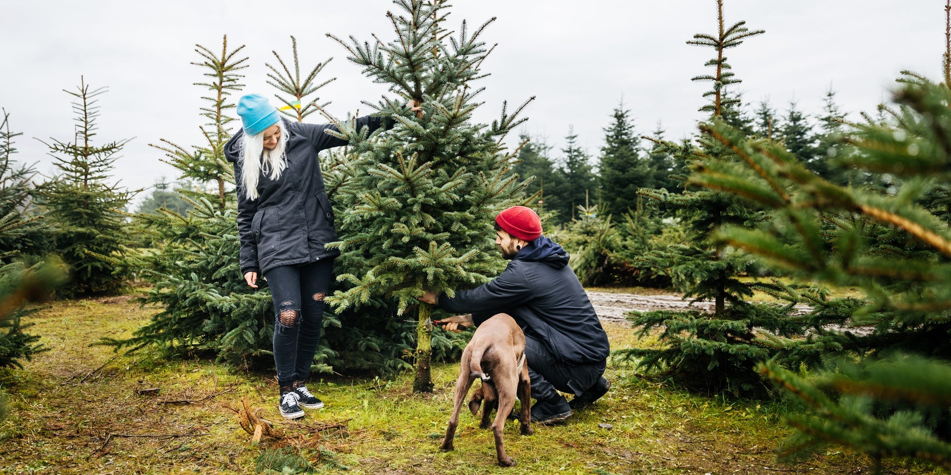 A couple and their dog cutting down a Christmas tree