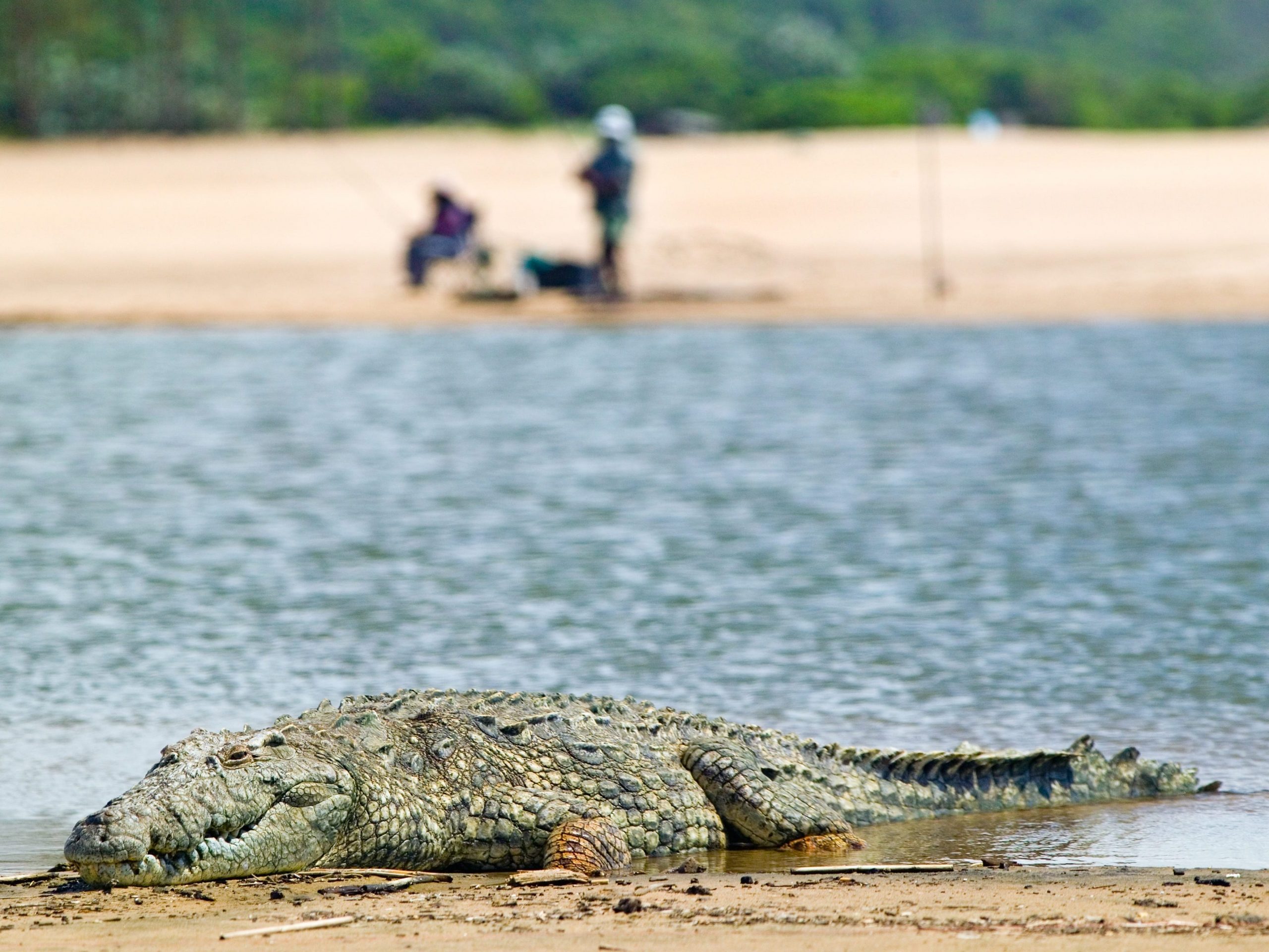 Crocodile bathes in the sun