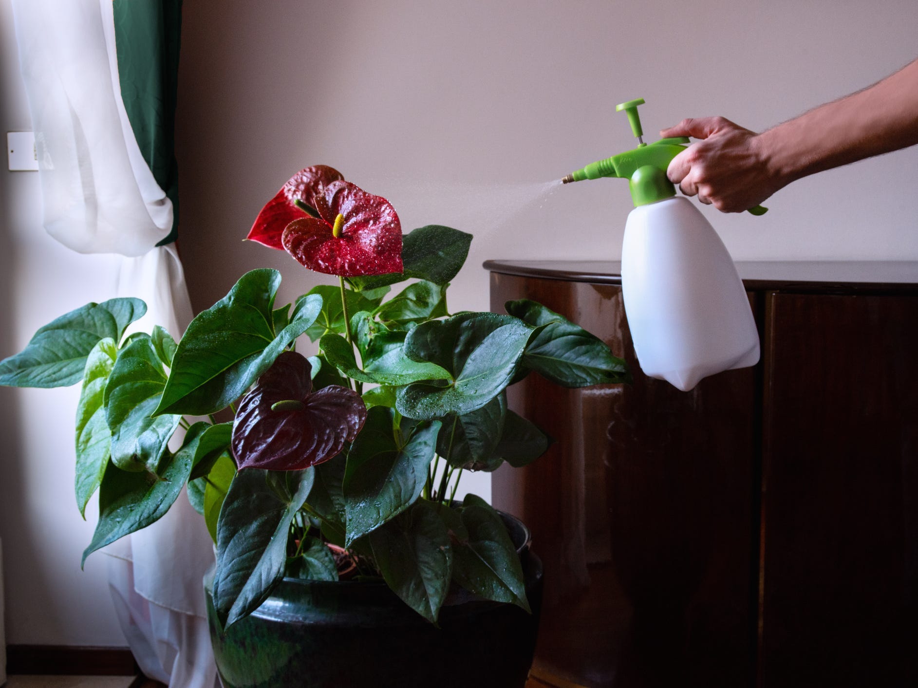 A hand spraying an anthurium plant with a garden spritzer bottle