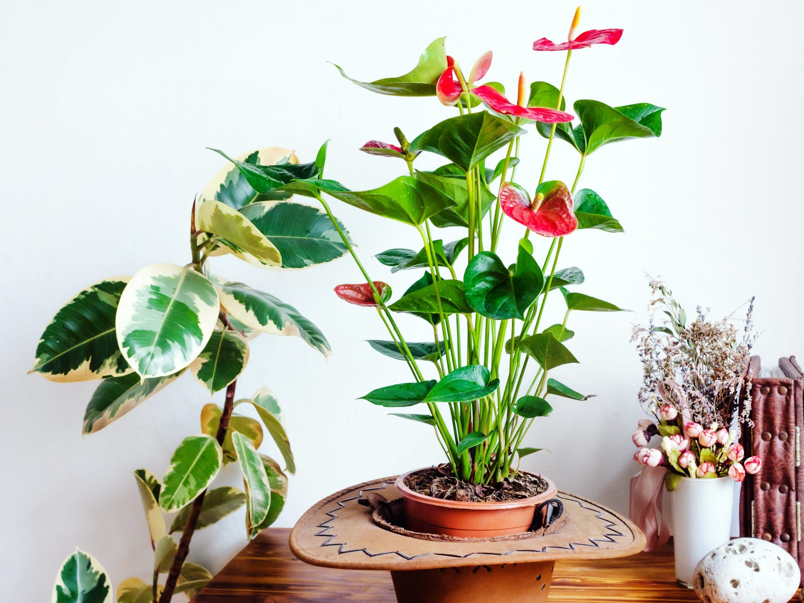 An anthurium plant on a table amid other houseplants and decorative items