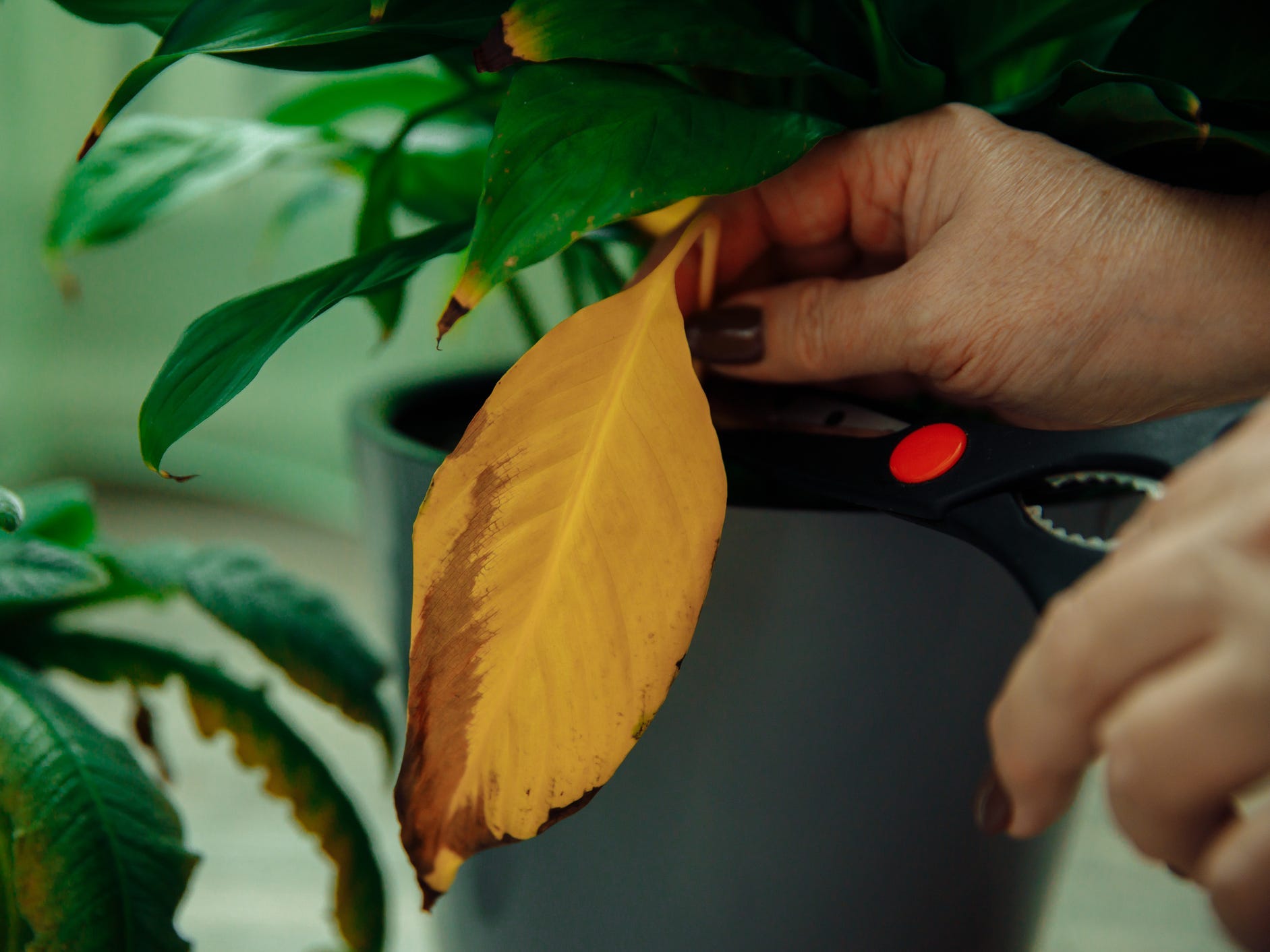 A person using scissors to prune a houseplant