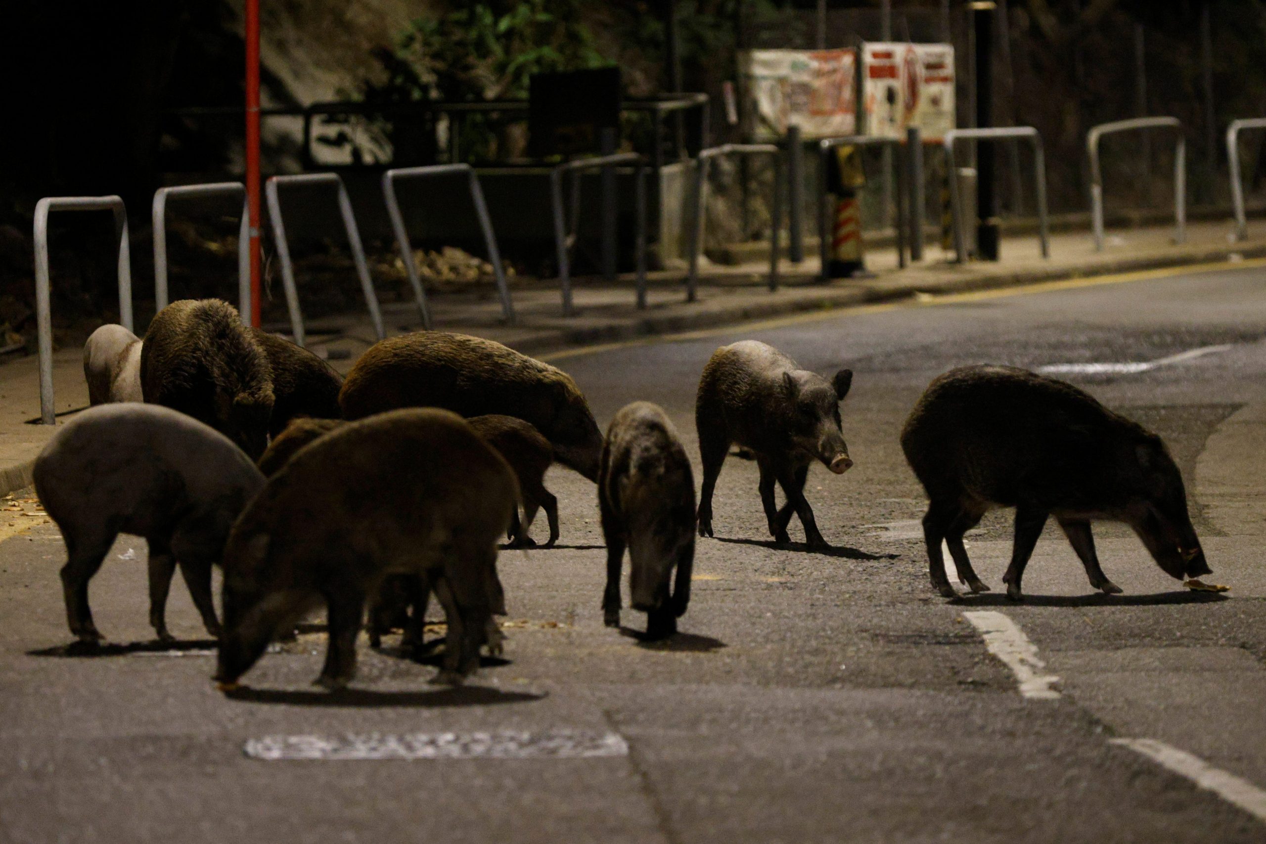 Wild boars Hong Kong