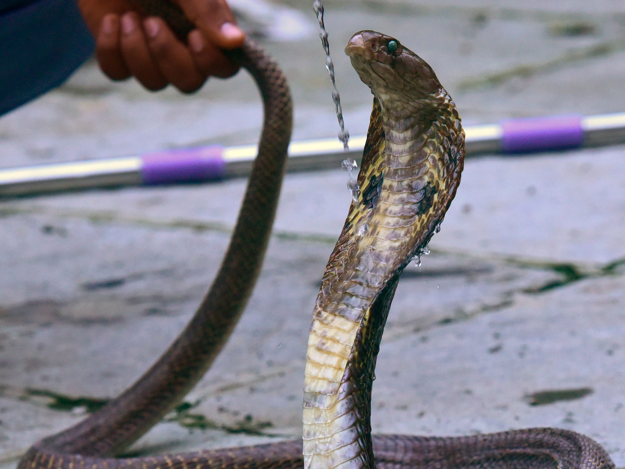 On the eve of Hindu festival Nagpanchmi, Tejas Gaikwad (unseen) rescue an Indian spectacled cobra from Kalachowki, on July 24, 2020 in Mumbai, India.