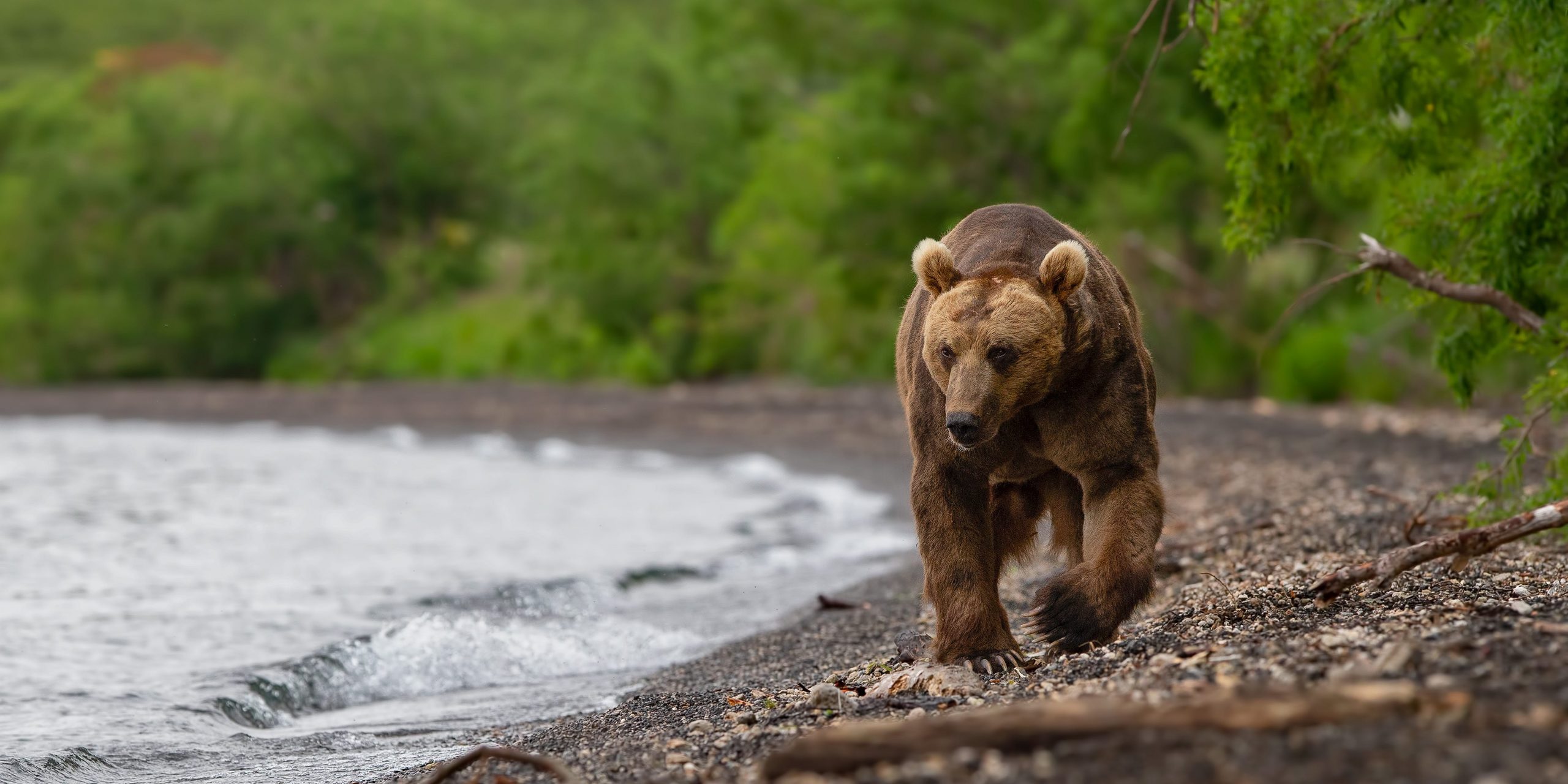 A brown bear walks on the Kurile Lake beach, Kamchatka peninsula, Russia.