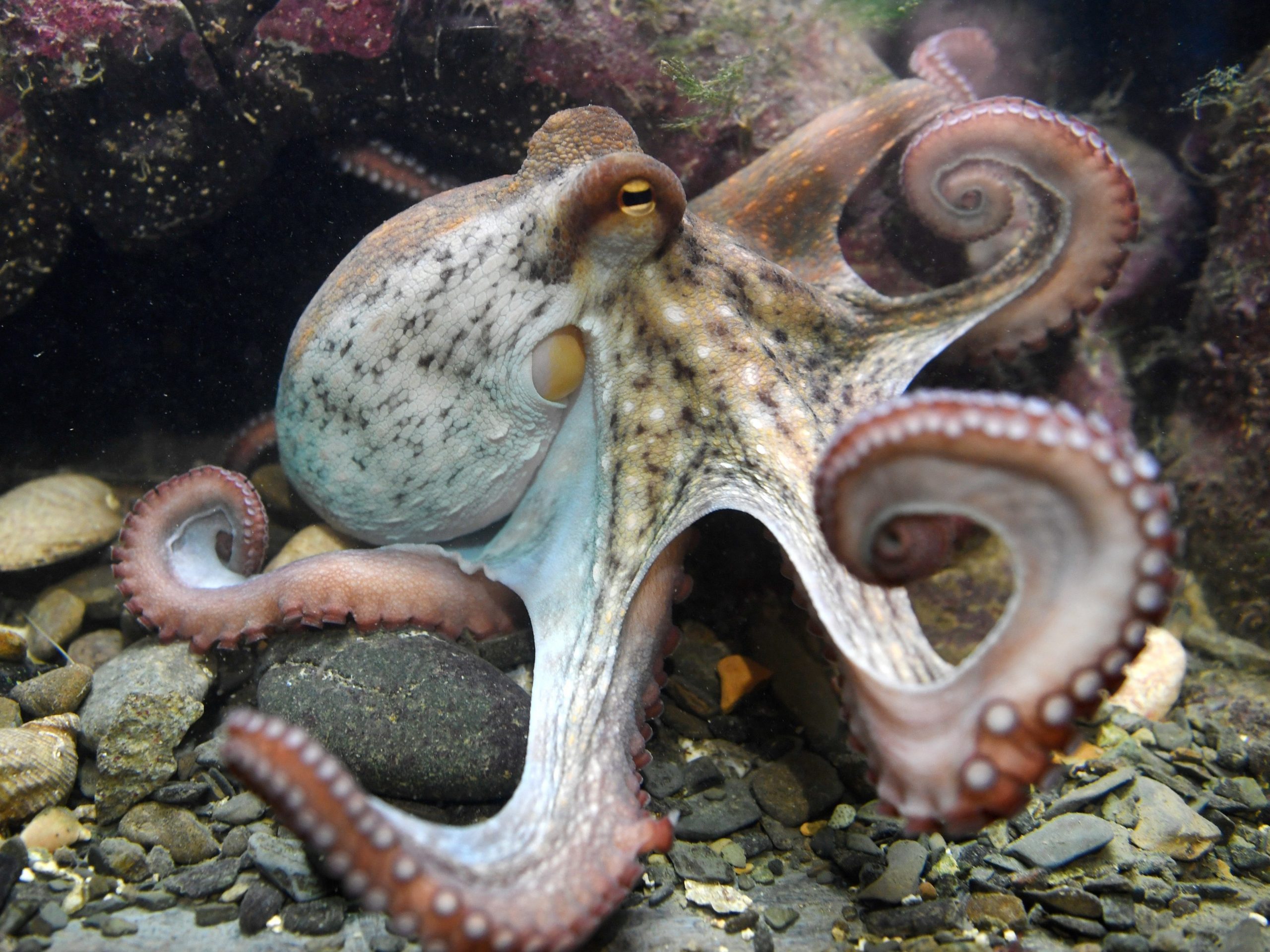 An octopus is pictured March 6, 2018 at the Oceanopolis sea center, in Brest, western France.