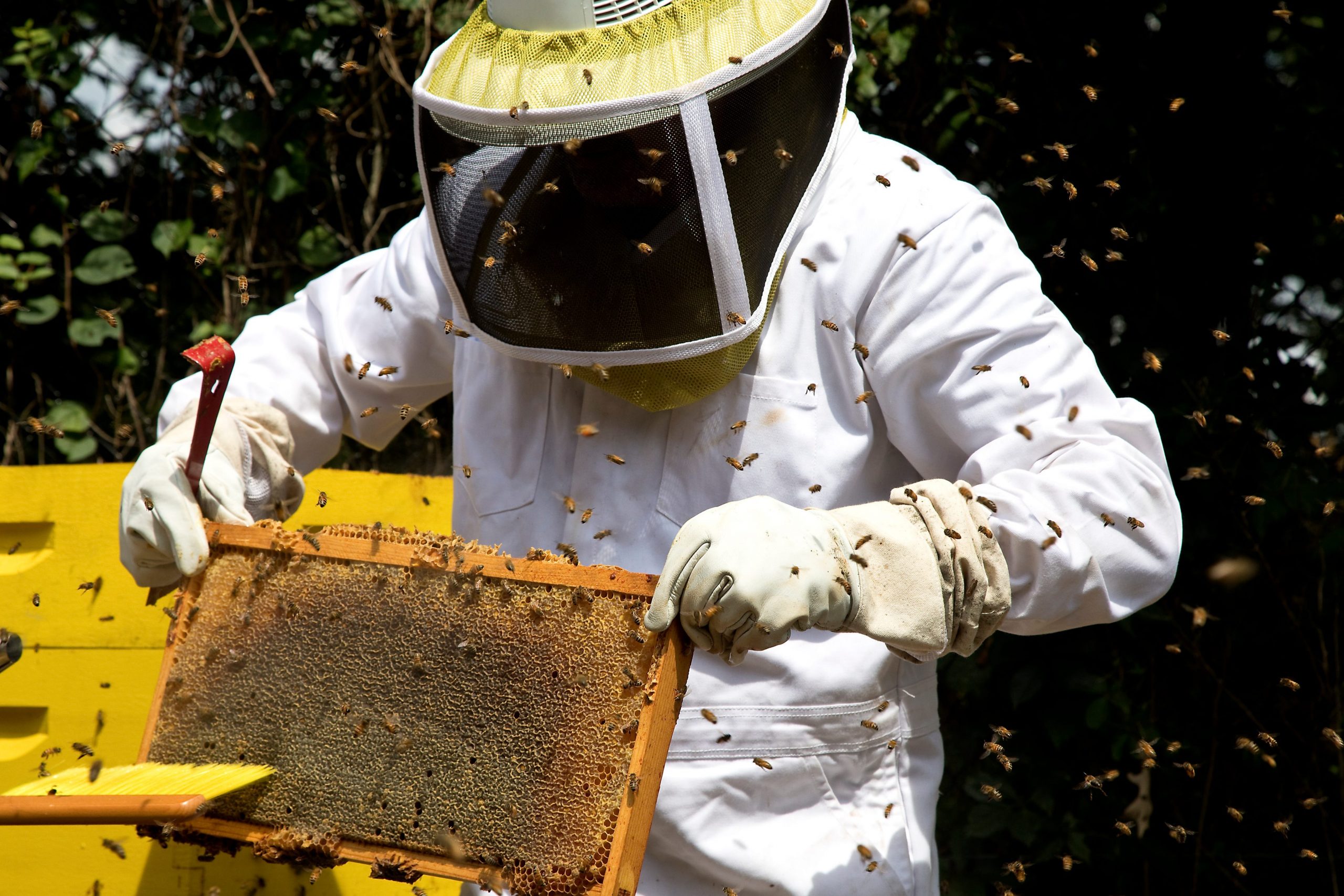 masked beekeeper handling a hive