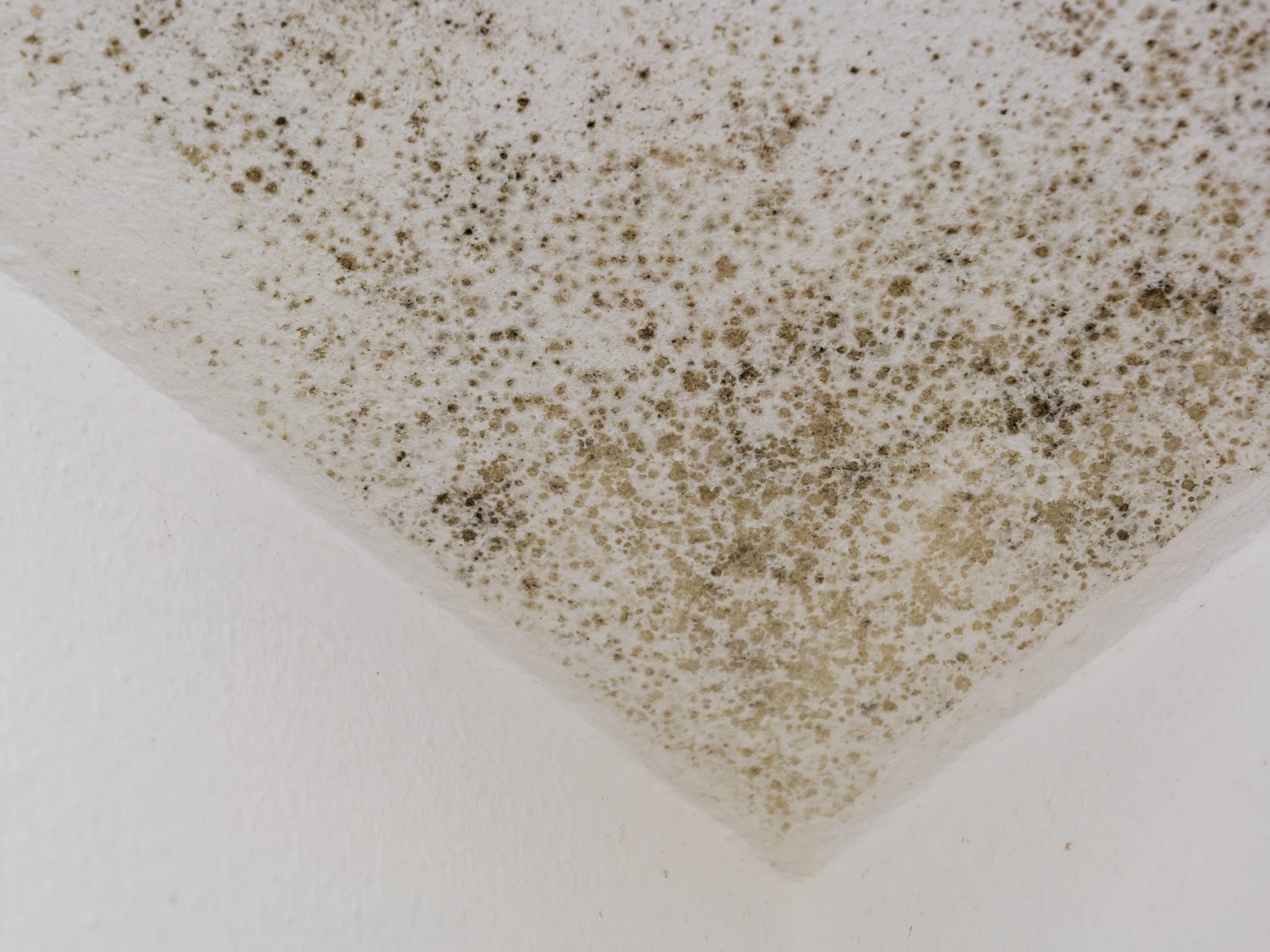 Mold growth on a ceiling