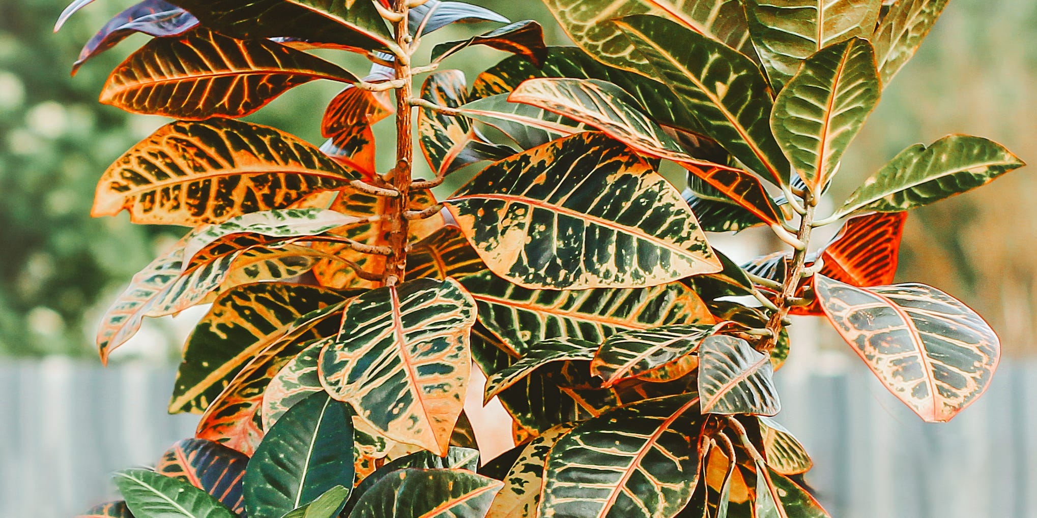 A person holding a potted croton plant out in front of them so all you see are their hands