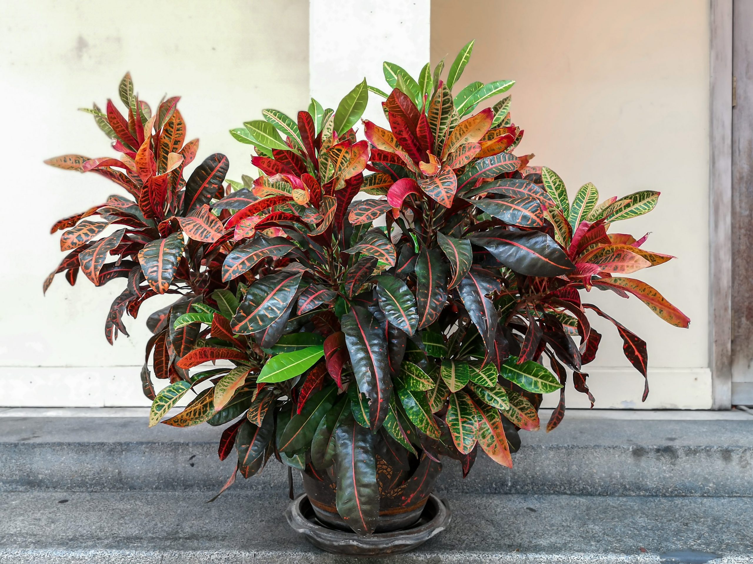 A large potted croton plant sitting on a concrete ledge