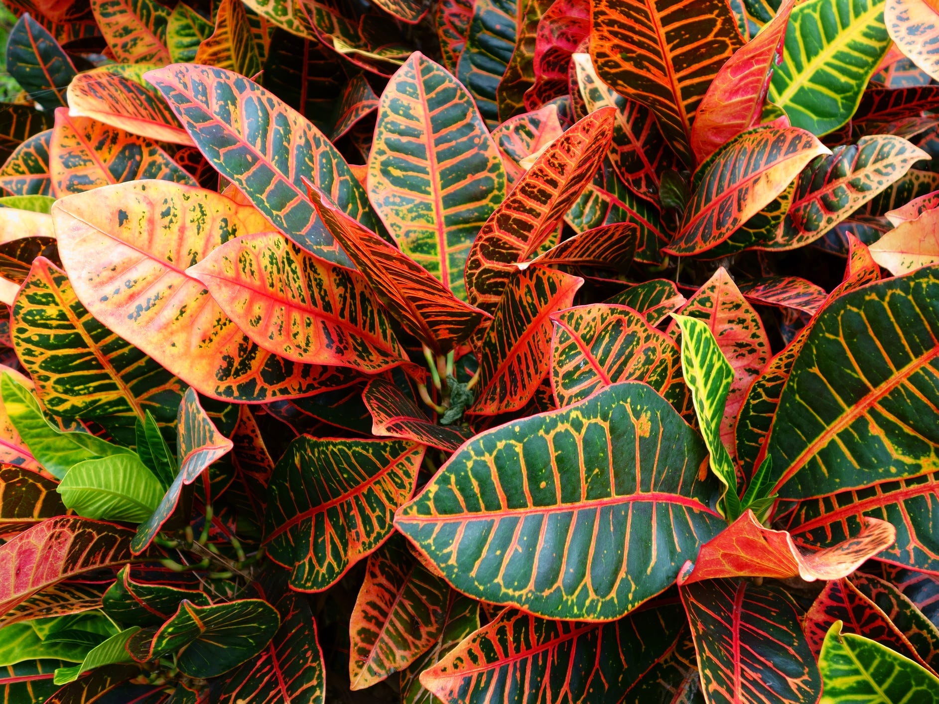 The vibrant green, red, yellow, and orange leaves of a croton plant