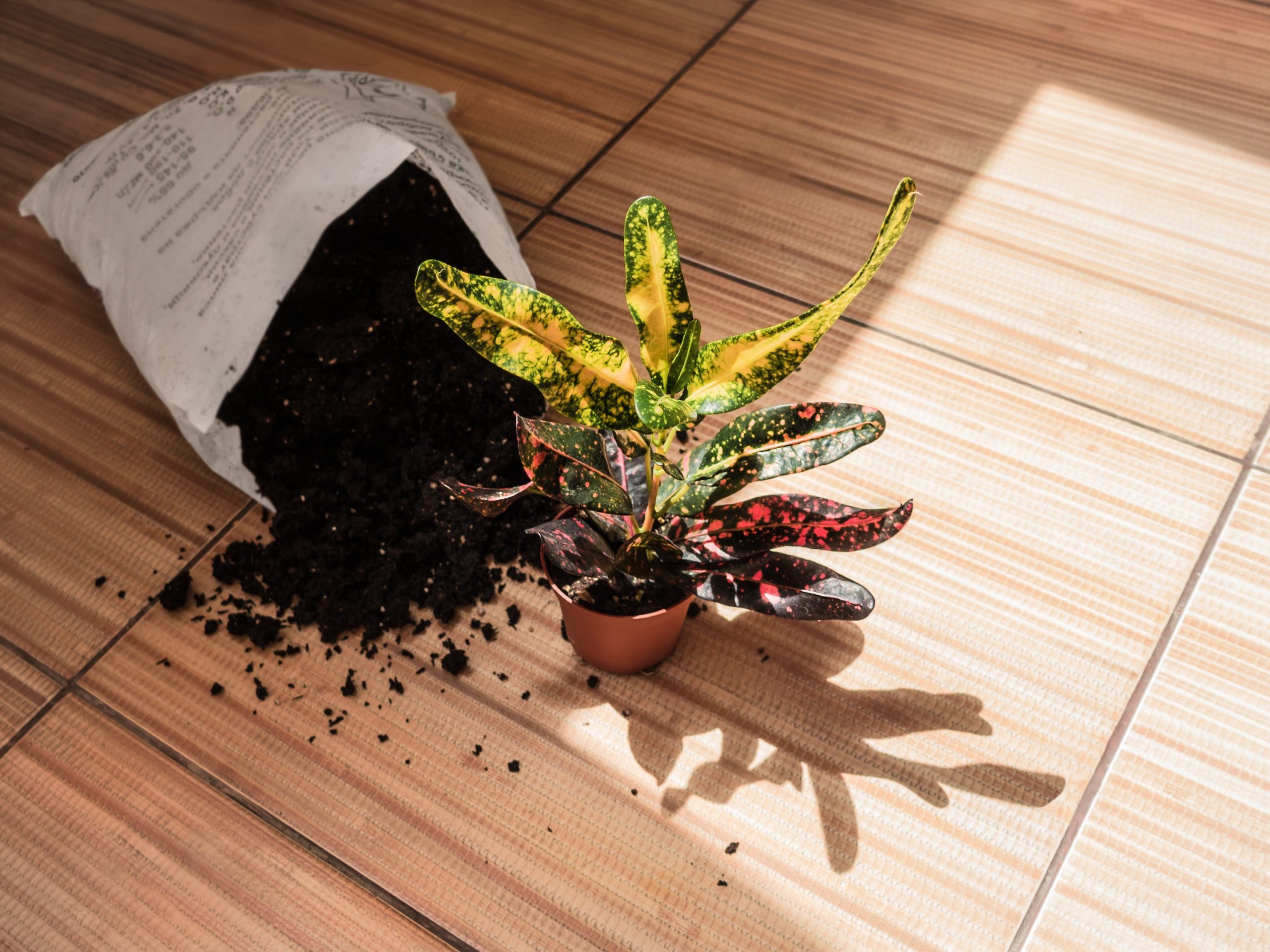 A top-down view of a small potted croton plant next to a bag of tipped over top soil