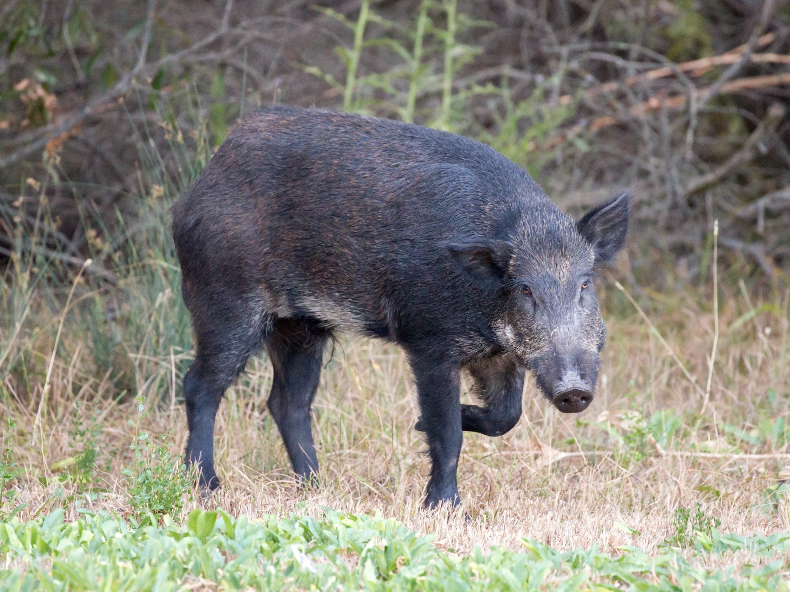 Feral hog in Santa Clara County, California