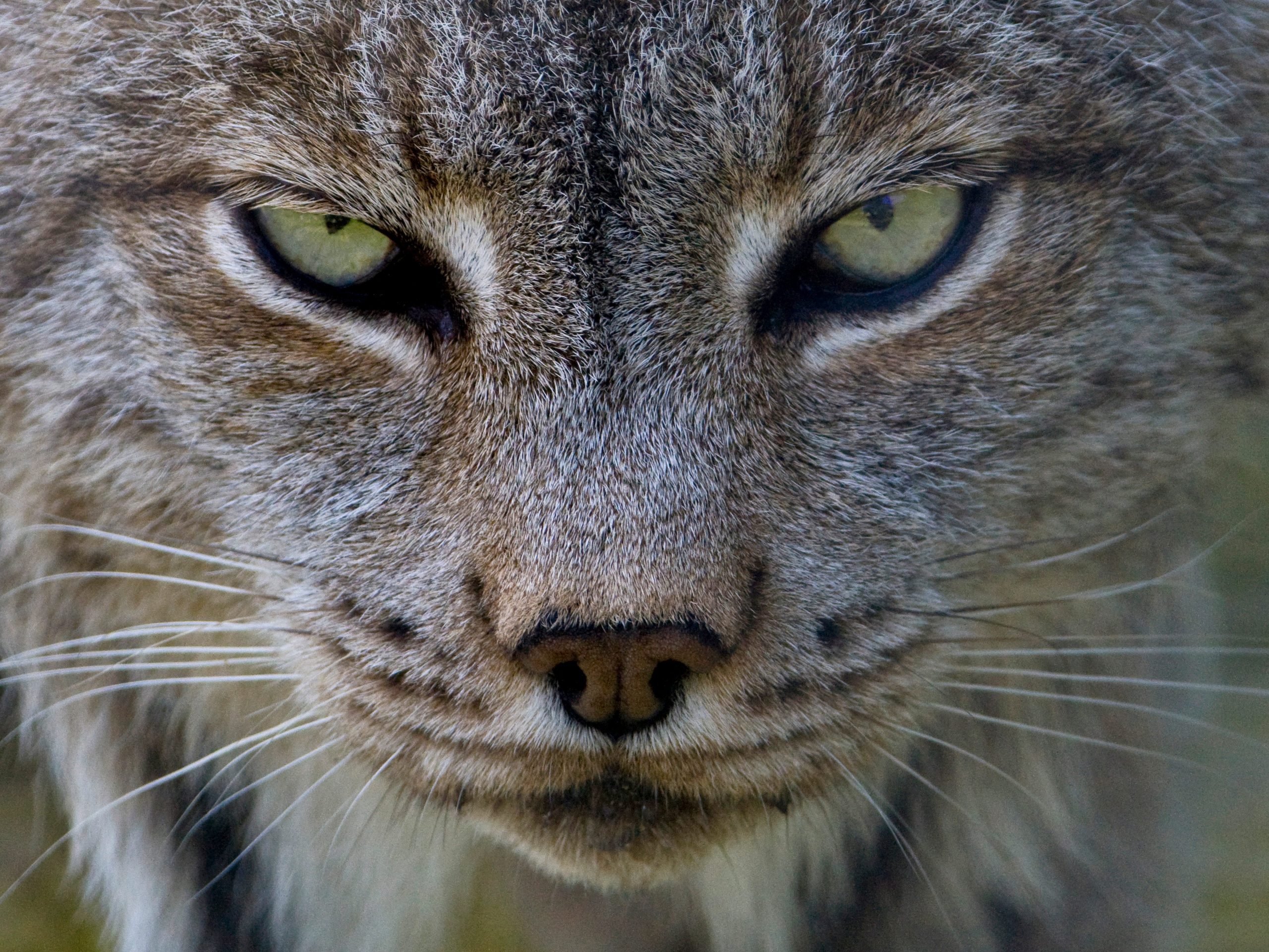 Canadian Lynx (Lynx Canadensis) with wary stare, Assiniboine Park Zoo, Winnipeg, MB, Canada (Photo by: Dennis Fast / VWPics/Universal Images Group via Getty Images)
