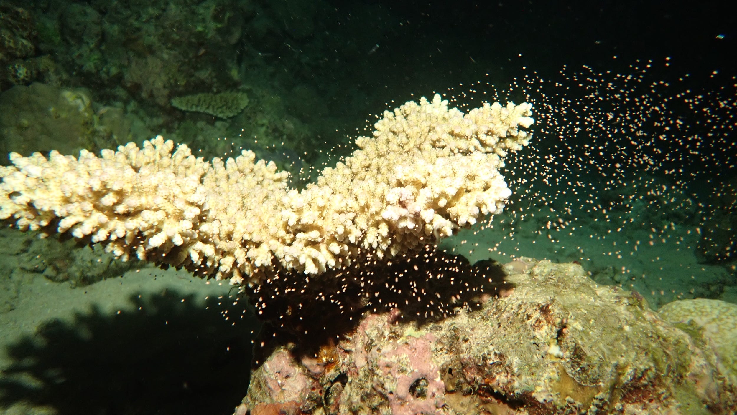 wide flat yellow coral releasing pollen-like bundles of sperm and eggs into water