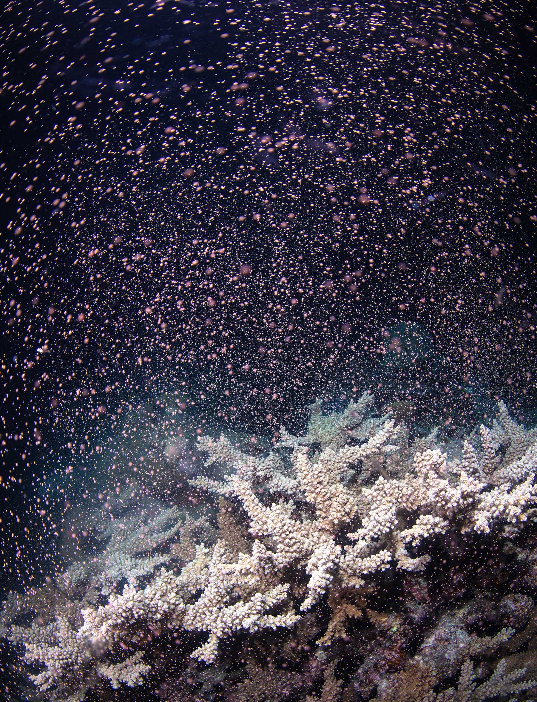 coral spawning clouding dark waters with small pink sphere bundles of sperm and eggs