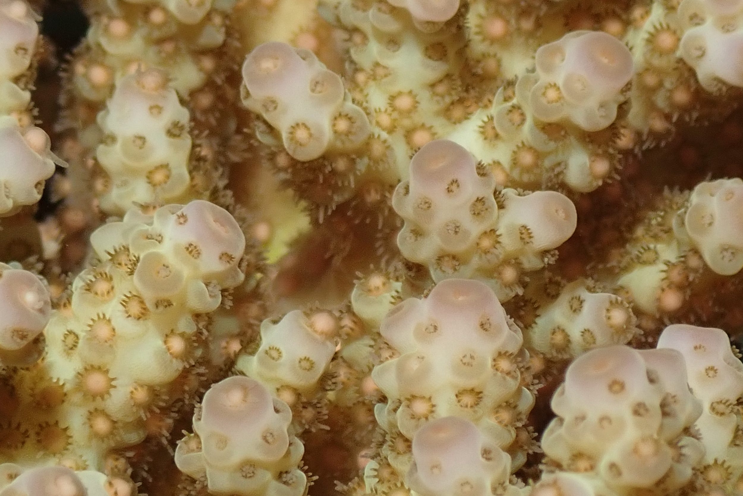 coral up close engorged protuberances ready to spawn